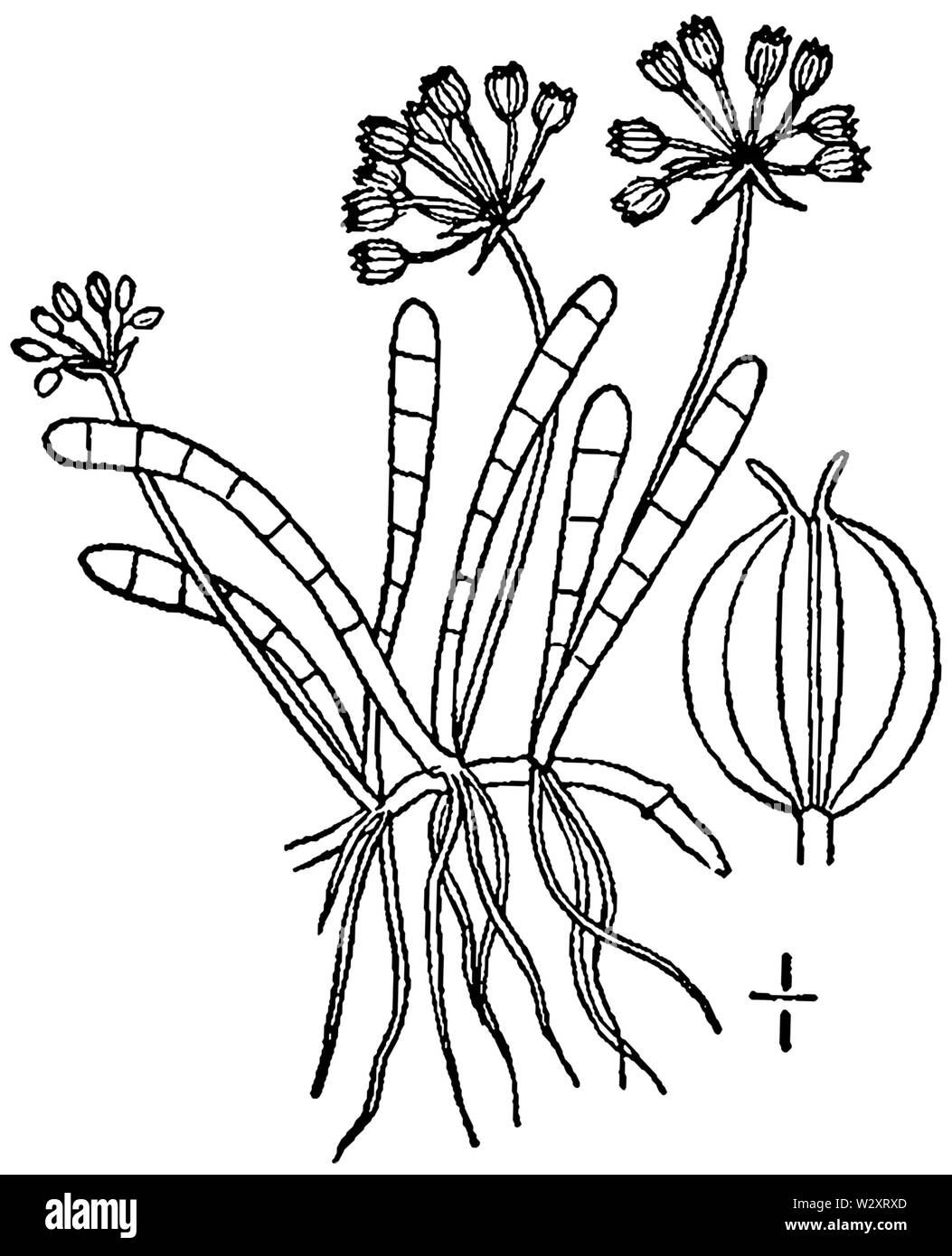 Lilaeopsis chinensis BB-1913 Stock Photo