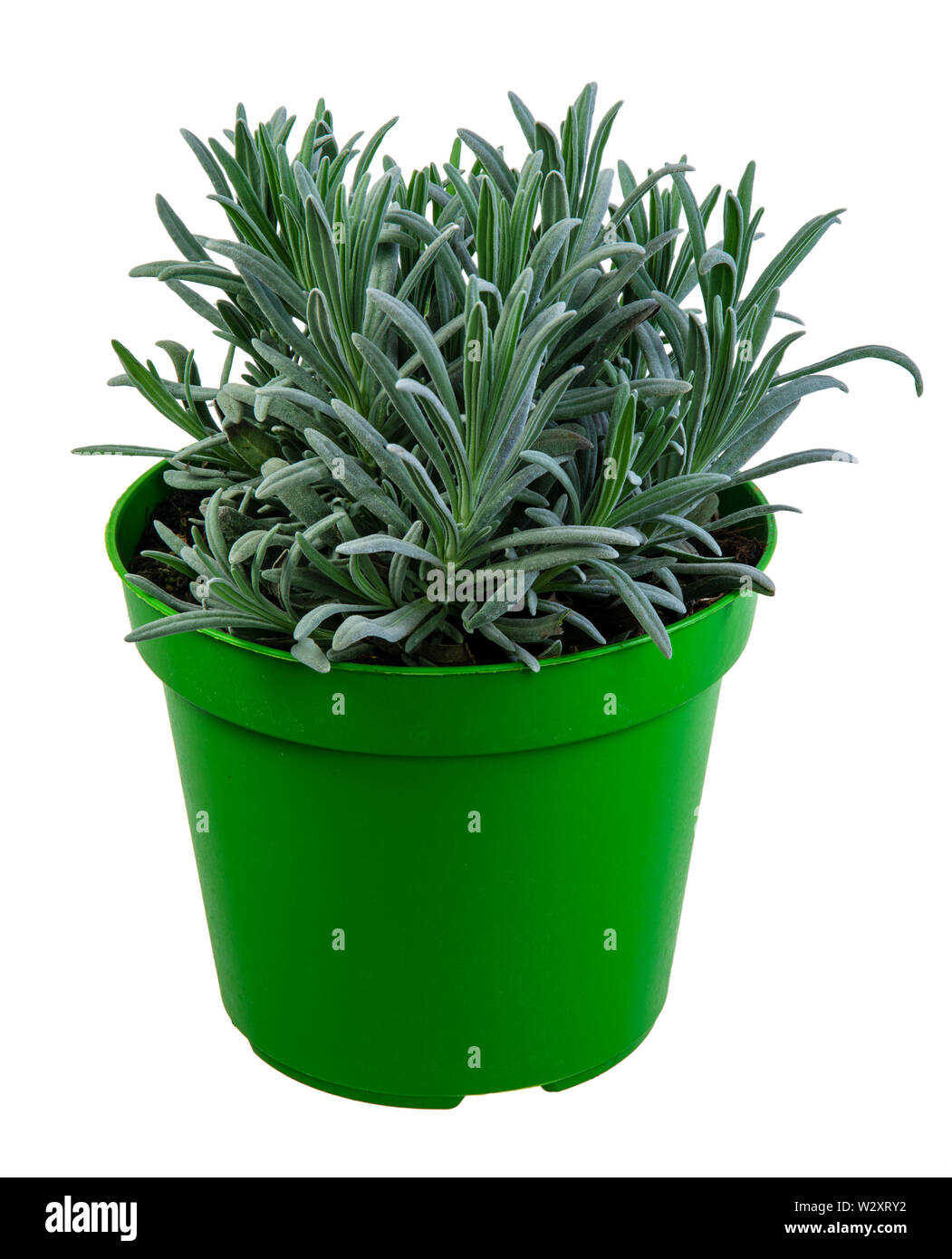 Fresh isolated potted lavender plant Stock Photo Alamy