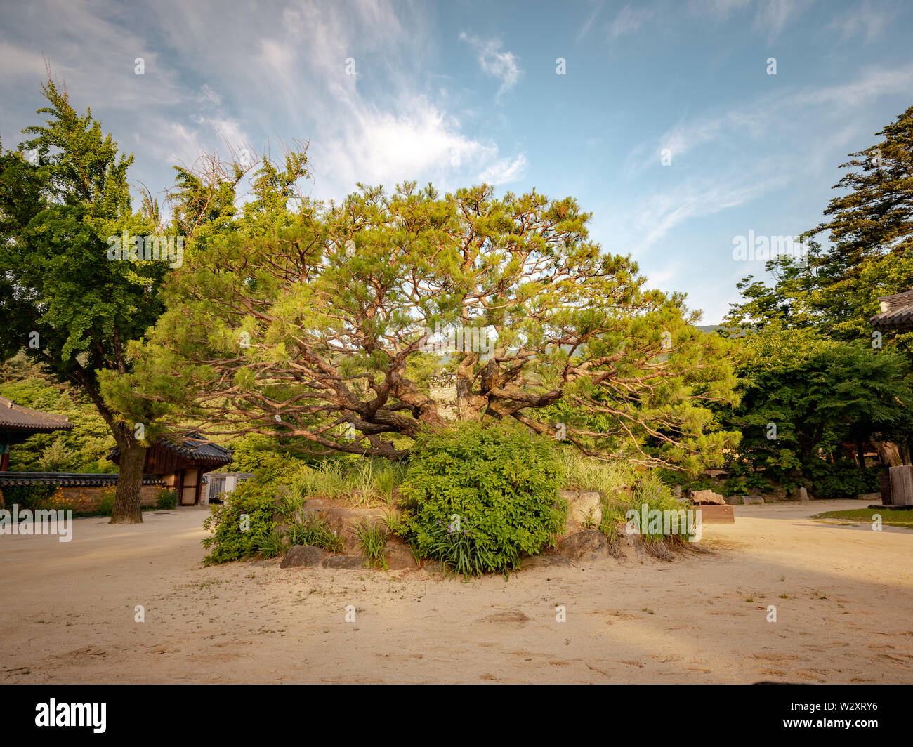 Pine tree at Jijiksa Monastery, taken early morning, Gimcheon, South Korea Stock Photo