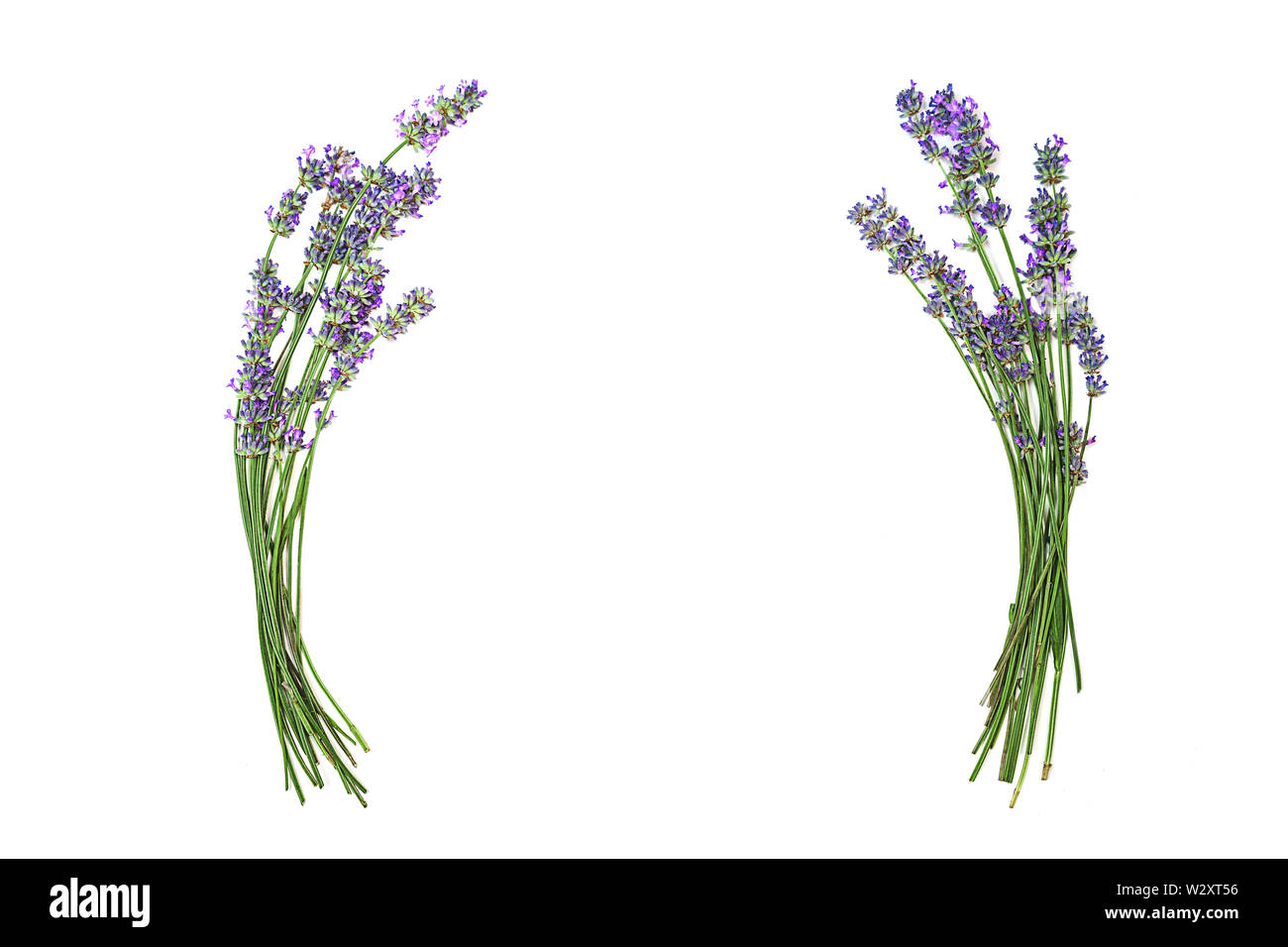 Lavender flowers isolated on white background Stock Photo - Alamy