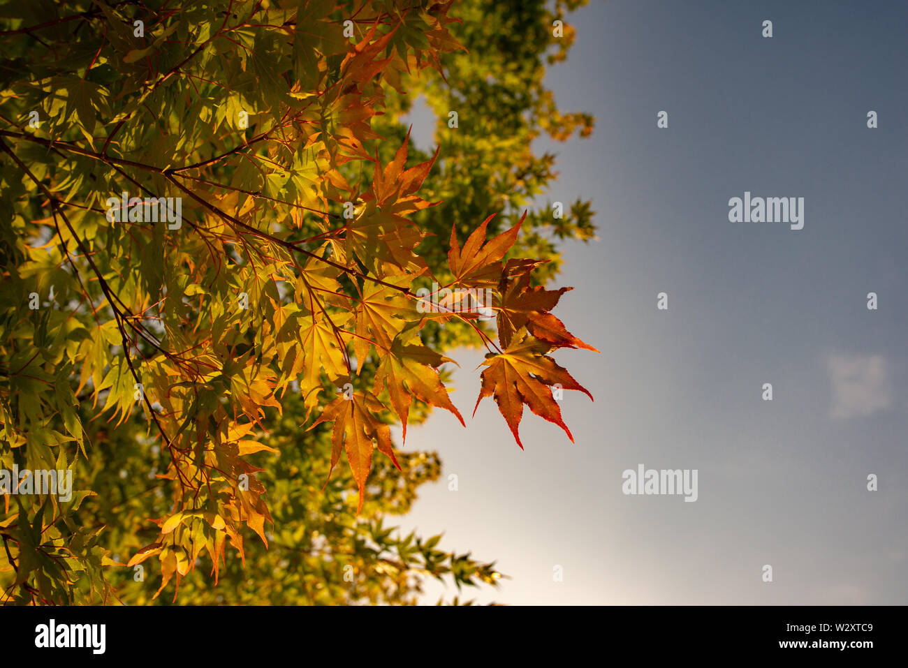 Orange japanese maple leaves hi-res stock photography and images - Alamy