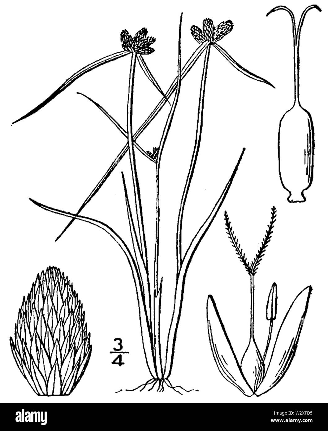 Lipocarpha maculata (Michx) Torr Stock Photo