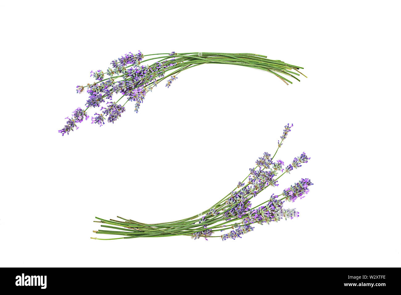 Lavender flowers isolated on white background Stock Photo - Alamy