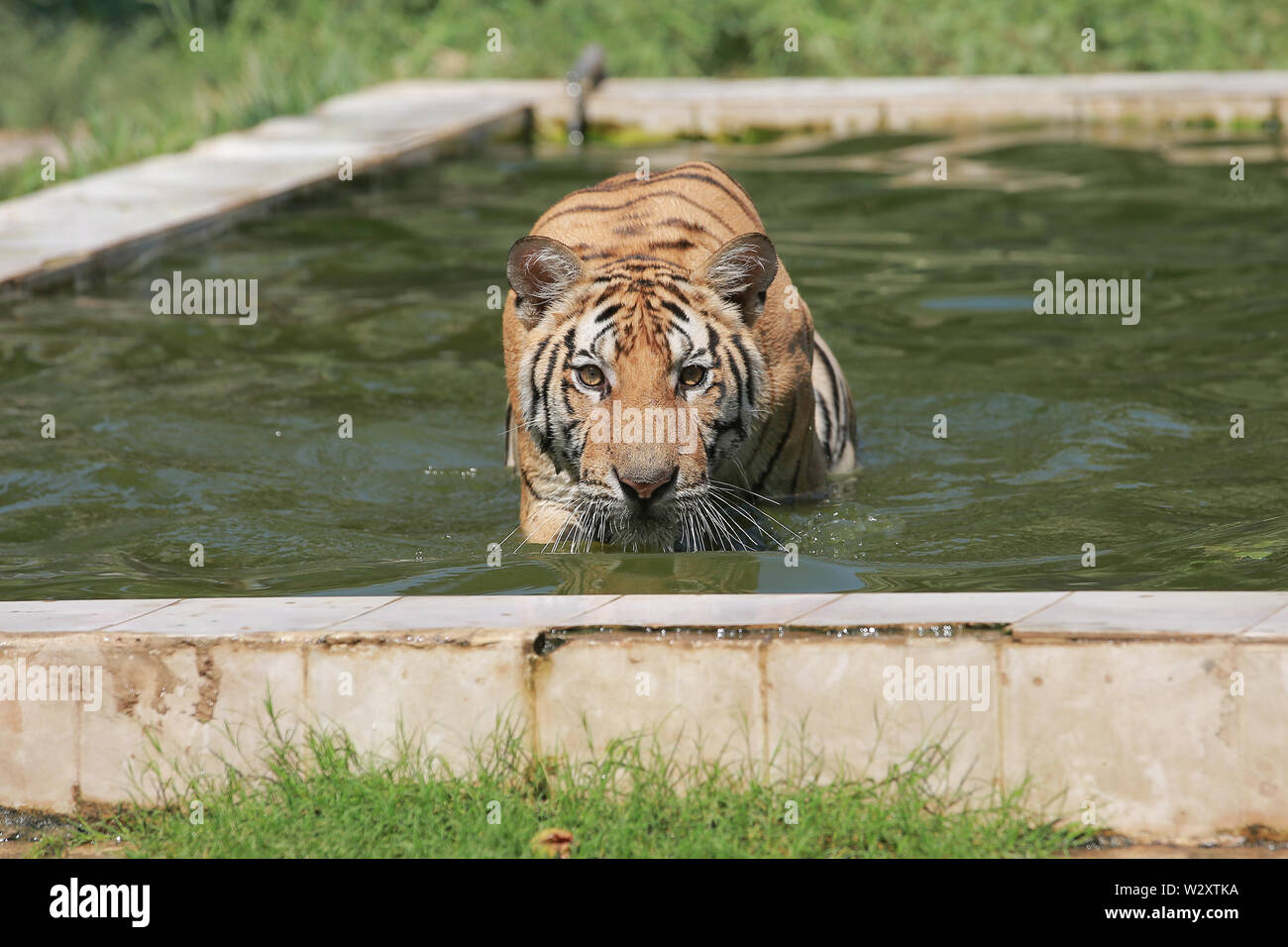 10 July 2019, Iraq, Bagdad: A tiger cools down in its enclosure in the water during a heat wave. Photo: Ameer Al Mohammedaw/dpa Stock Photo