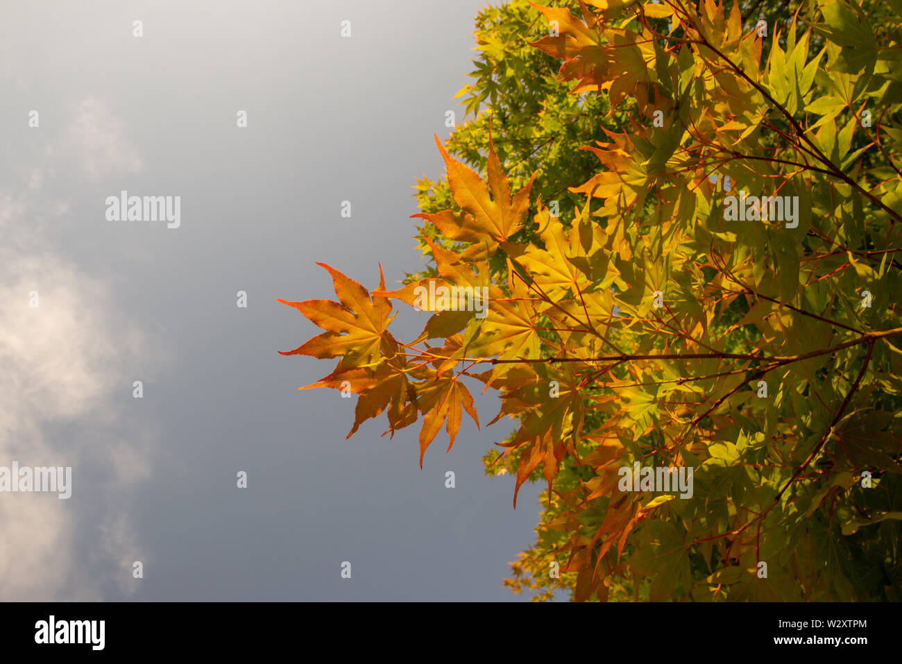 Orange japanese maple leaves hi-res stock photography and images - Alamy