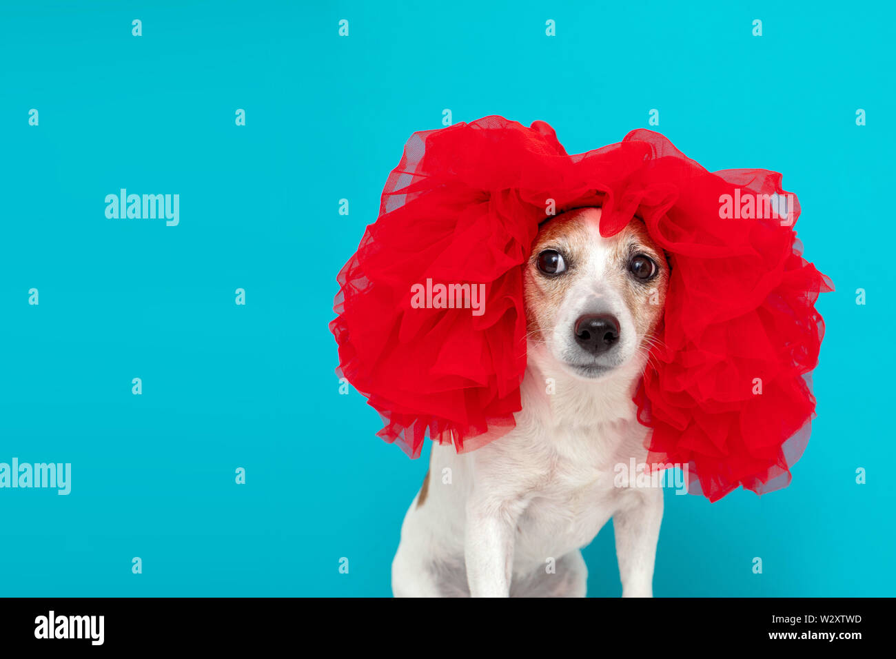 Adorable small dog in red wig Stock Photo