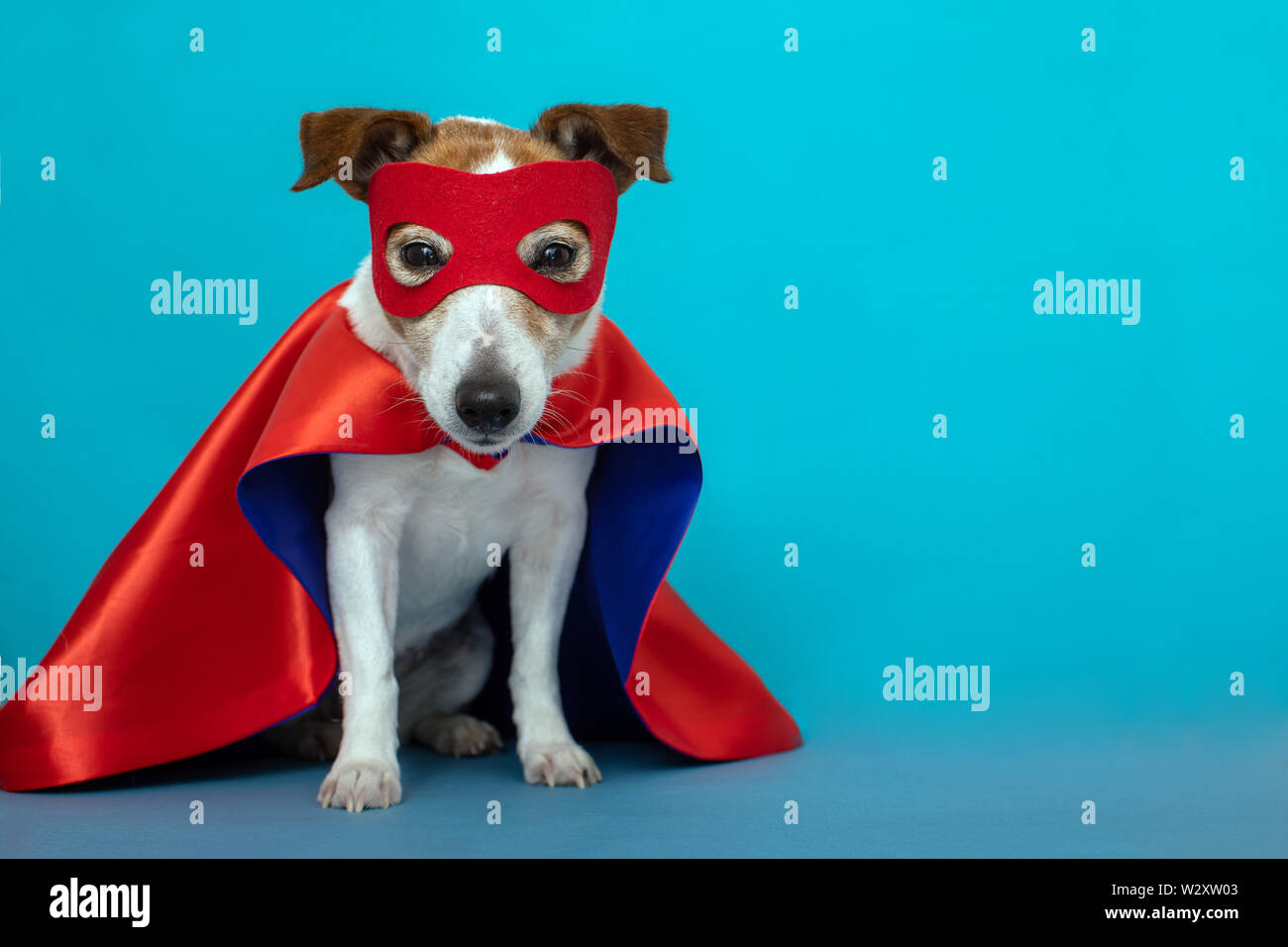 Dog jack russell super hero costume Stock Photo - Alamy
