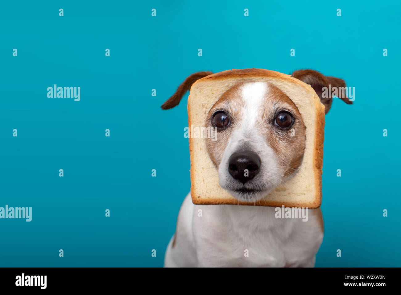 Cute dog wearing slice bread in head Stock Photo