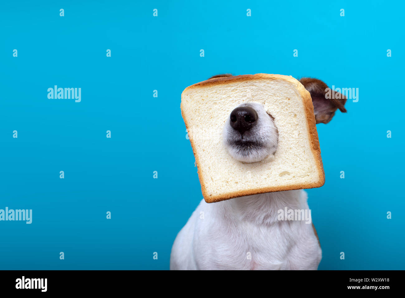 Cute dog wearing slice bread in head Stock Photo