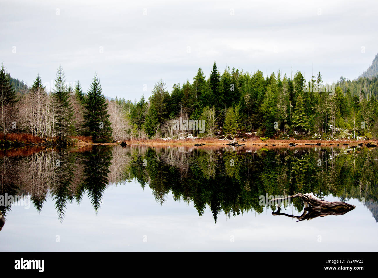 Boreal forest in the area where the new LNG terminals are being constructed. The Liquid natural gas terminals will ship LNG to asian countries Stock Photo