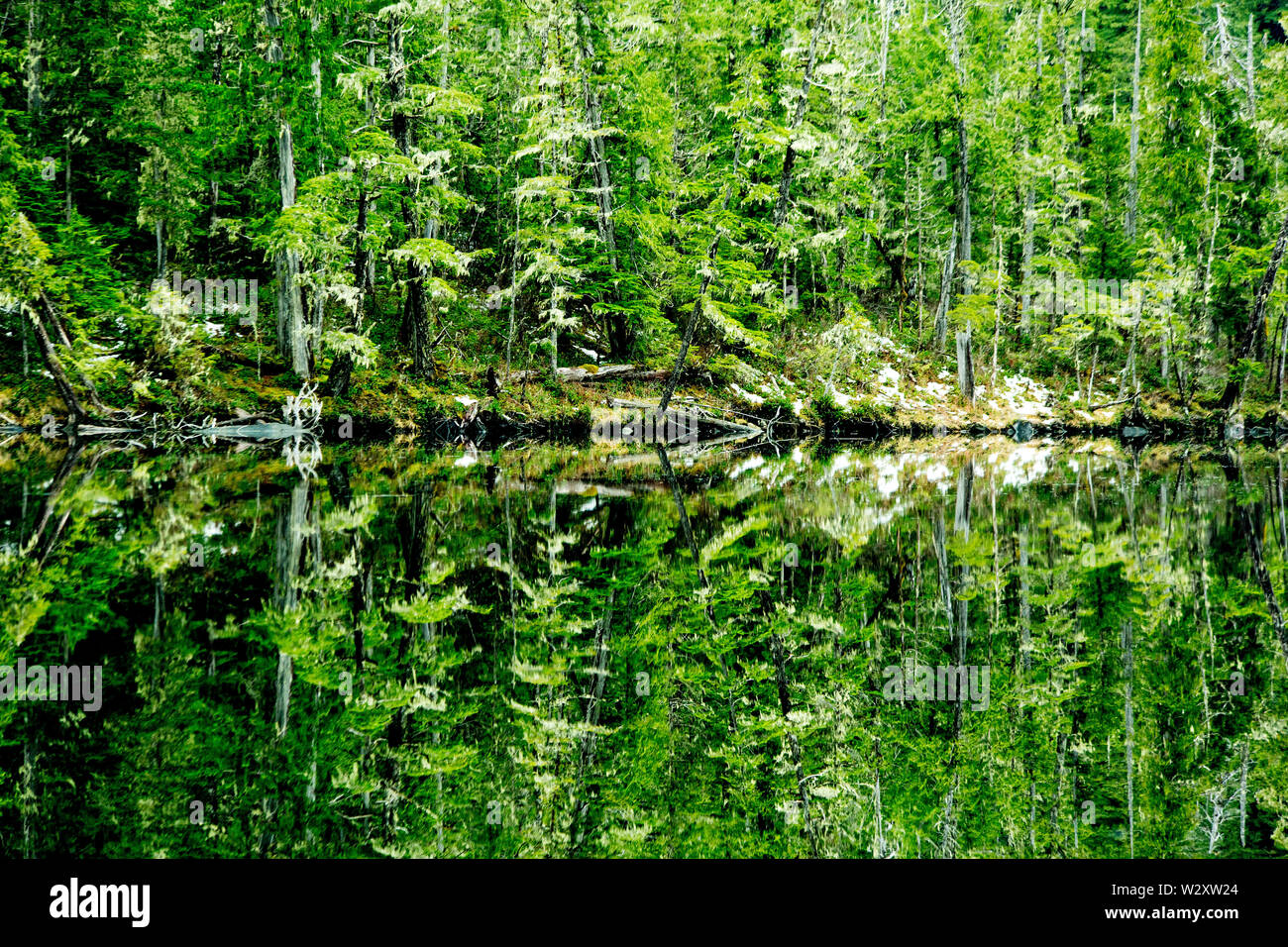 Boreal forest in the area where the new LNG terminals are being constructed. The Liquid natural gas terminals will ship LNG to asian countries Stock Photo