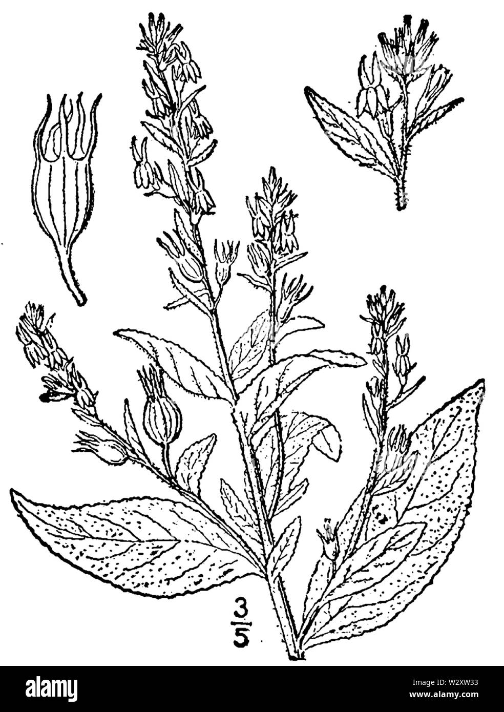 Botanical illustration of Lobelia inflata from 1913. Stock Photo