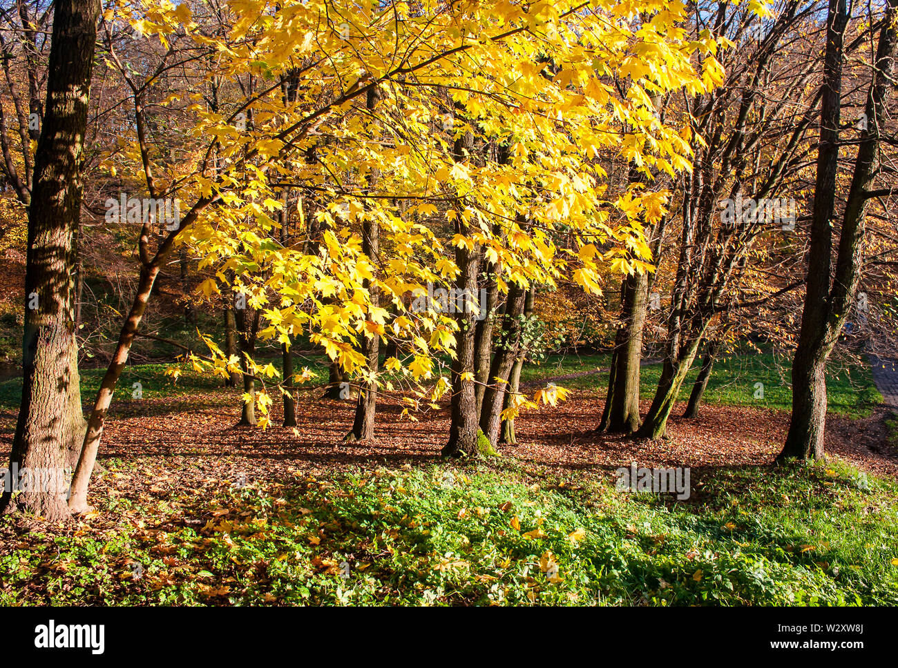 beautiful forest landscape on bright sunny autumn day Stock Photo - Alamy
