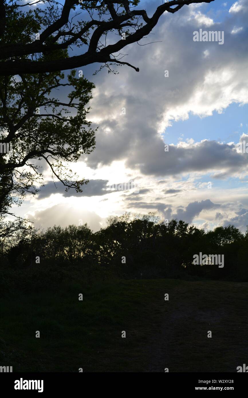 Silhouette of trees against a blue sky and large glowing cloud with the ...