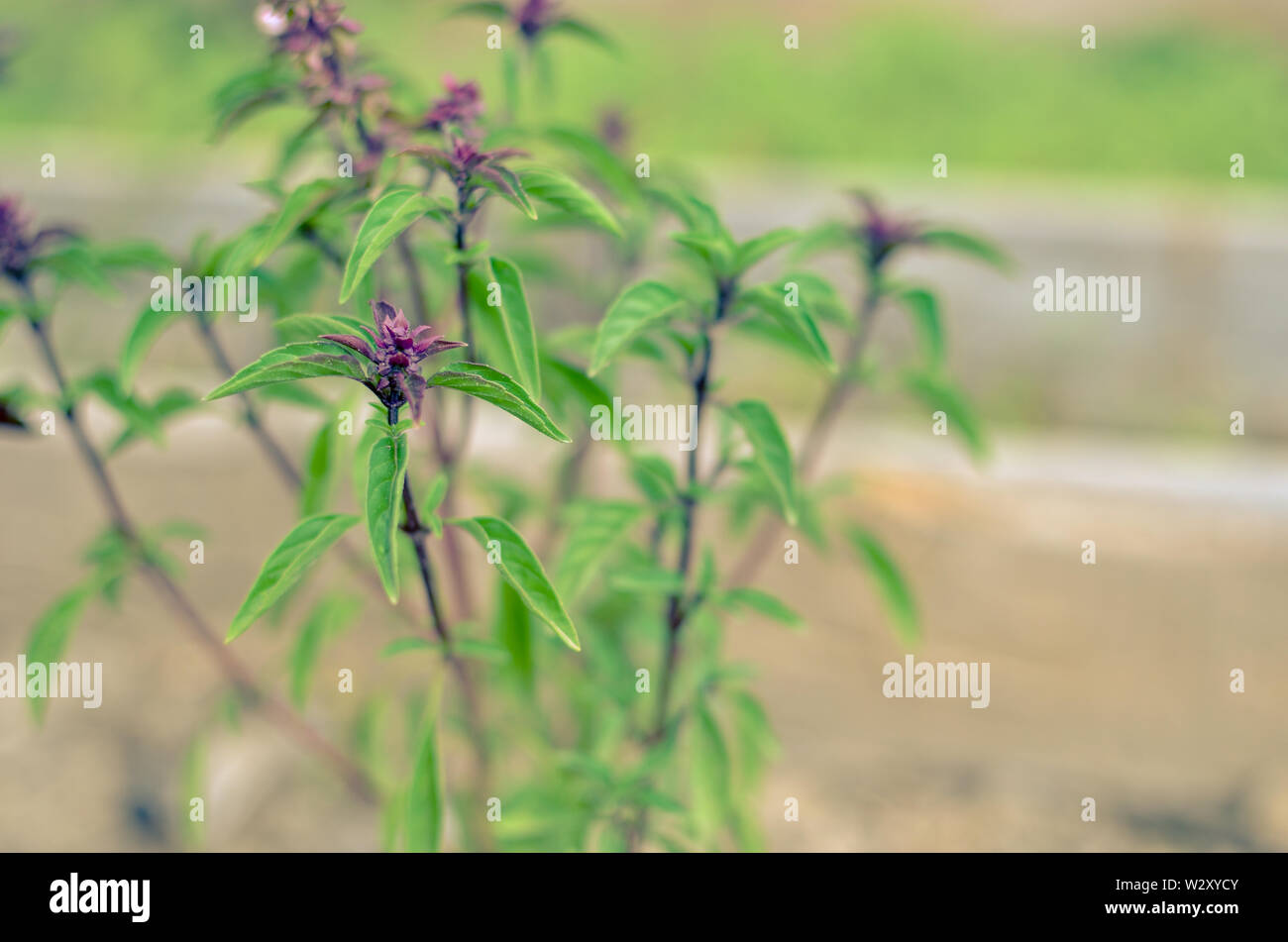 fresh basil leaves, green basil leaves ready to taste the tasty kitchen
