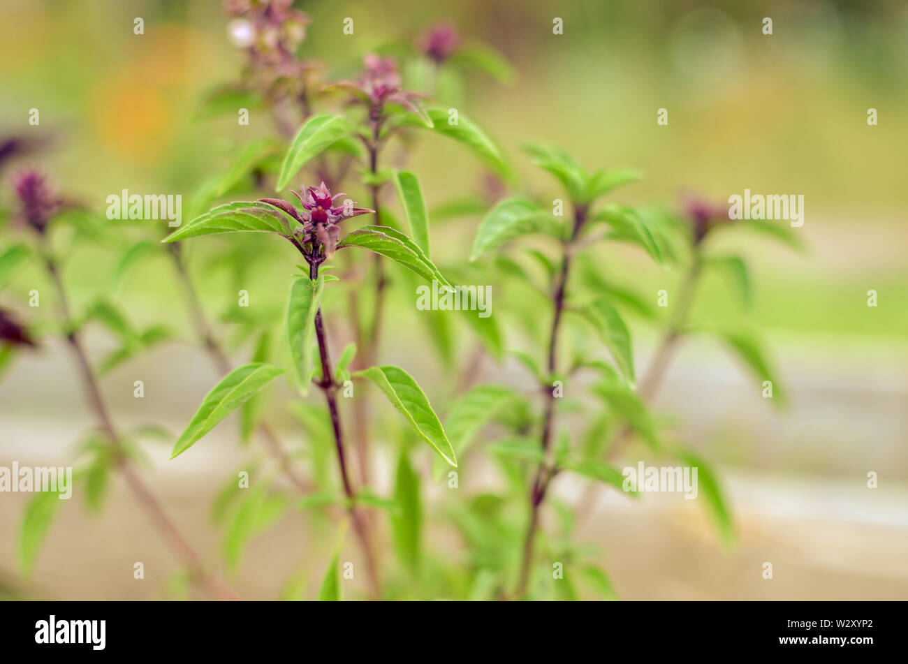 fresh basil leaves, green basil leaves ready to taste the tasty kitchen
