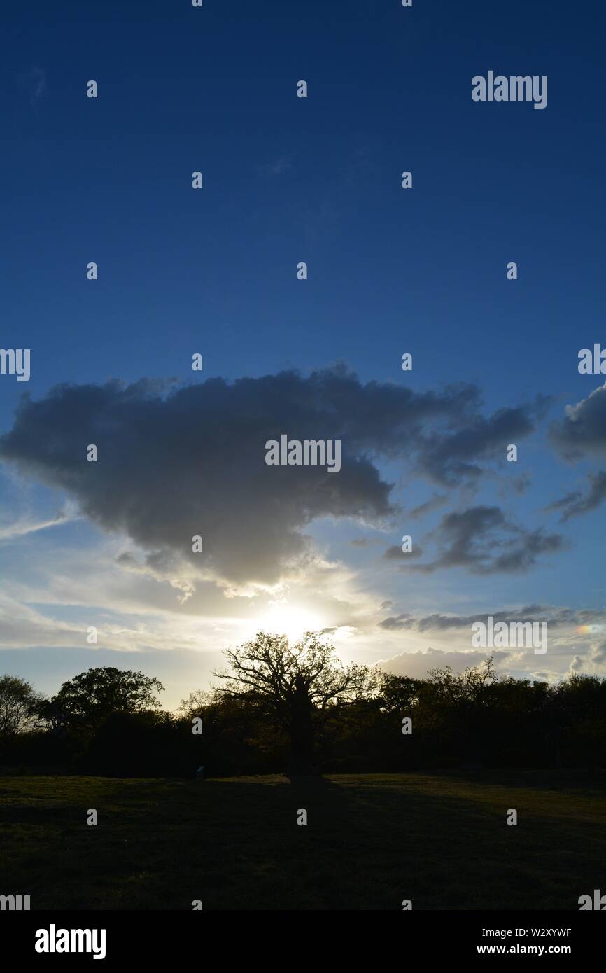 Silhouette of trees against a blue sky and large glowing cloud with the ...