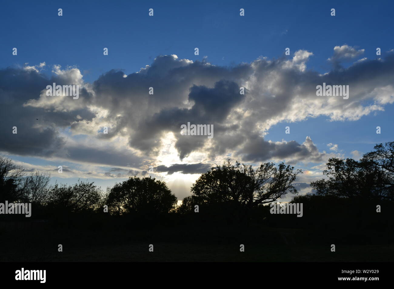 Silhouette of trees against a blue sky and large glowing cloud with the ...