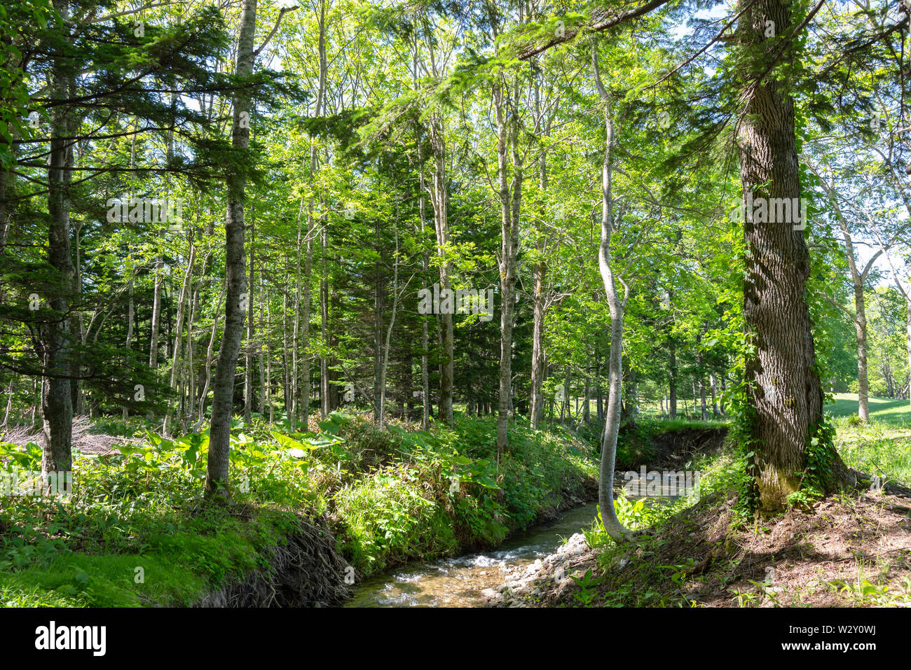 Beautiful Forest Scenery View Blue Sky On Background Nature Landscape In Sunny Day Summer Time Stock Photo Alamy