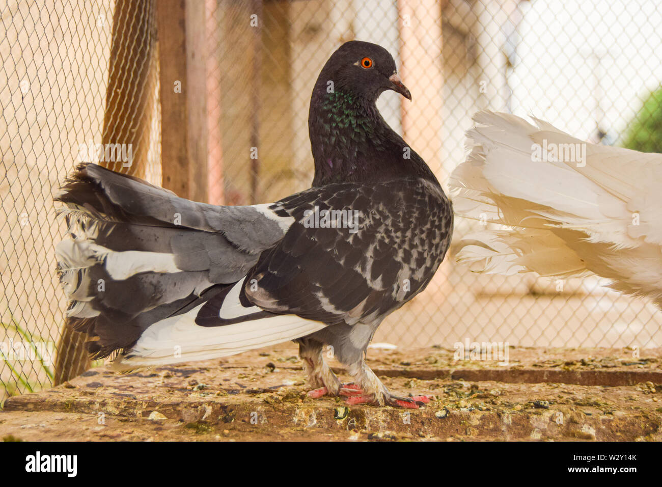 Beautiful Black Pigeon King Stock Photo Alamy