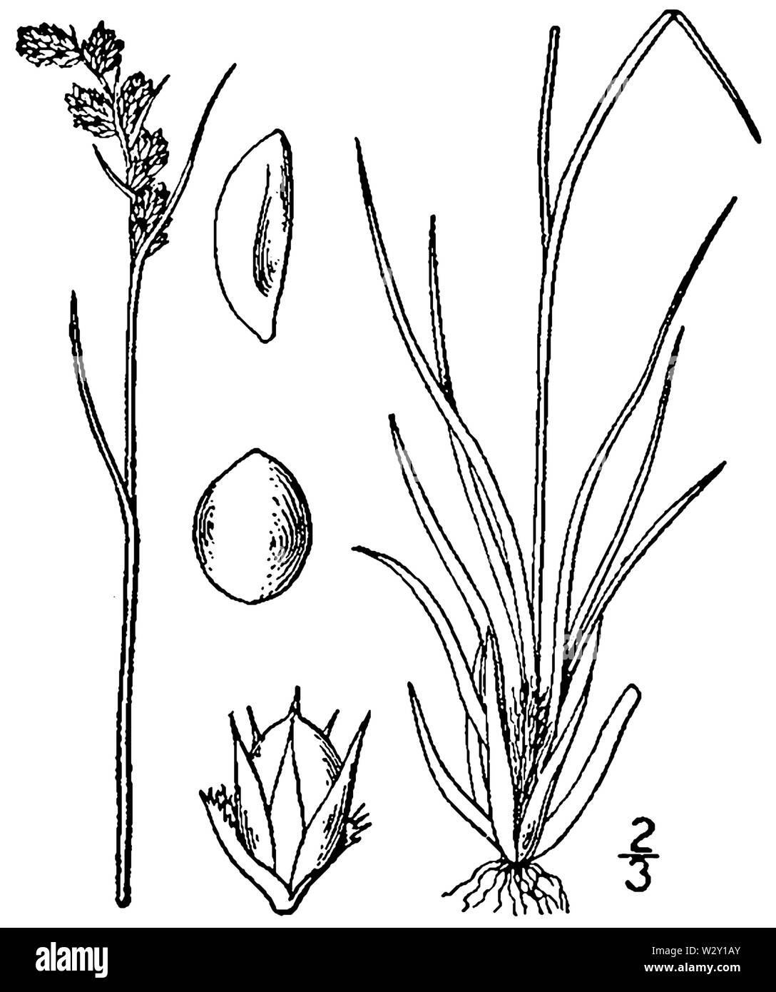 Luzula spicata BB-1913 Stock Photo