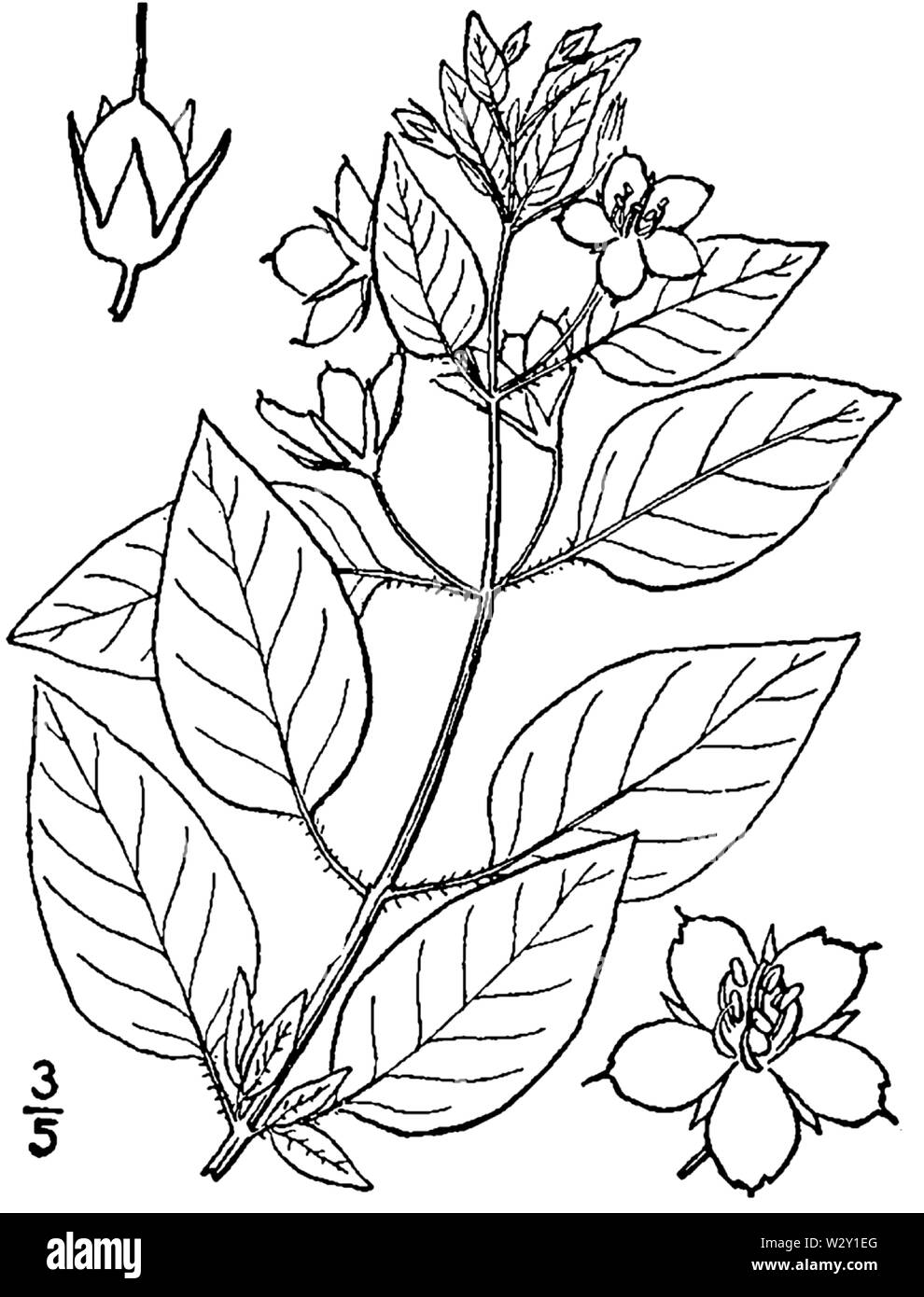 Botanical illustration of Lysimachia ciliata from 1913. Stock Photo