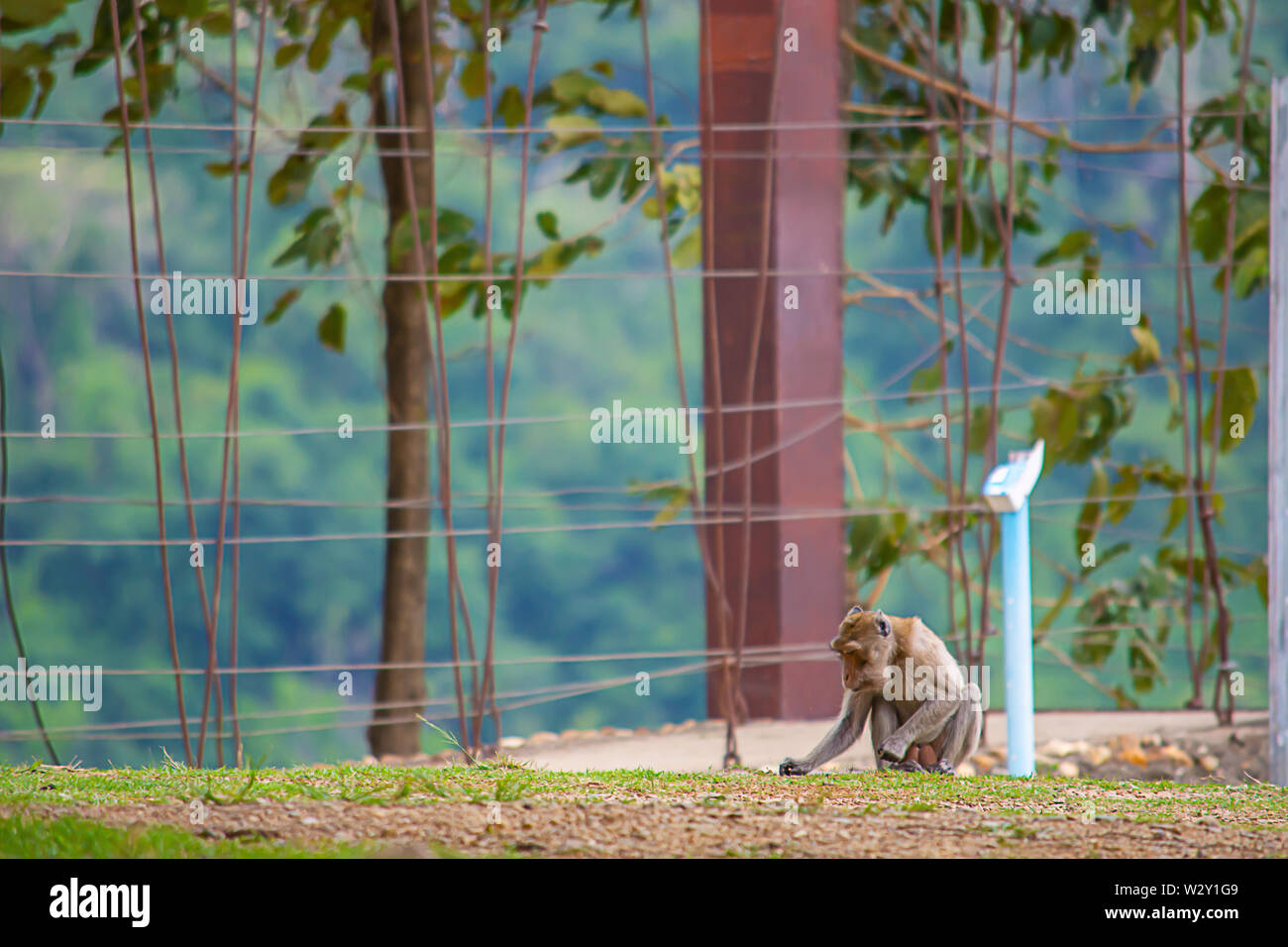 The monkeys find food on the grass  Backgrounds wood bridge at  Kaeng Krachan Dam , Phetchaburi Iin Thailand. Stock Photo