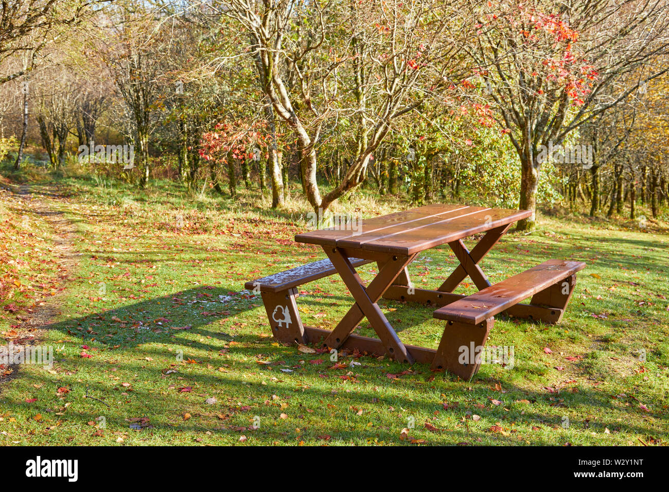 Picnic bench in winter woodland Stock Photo