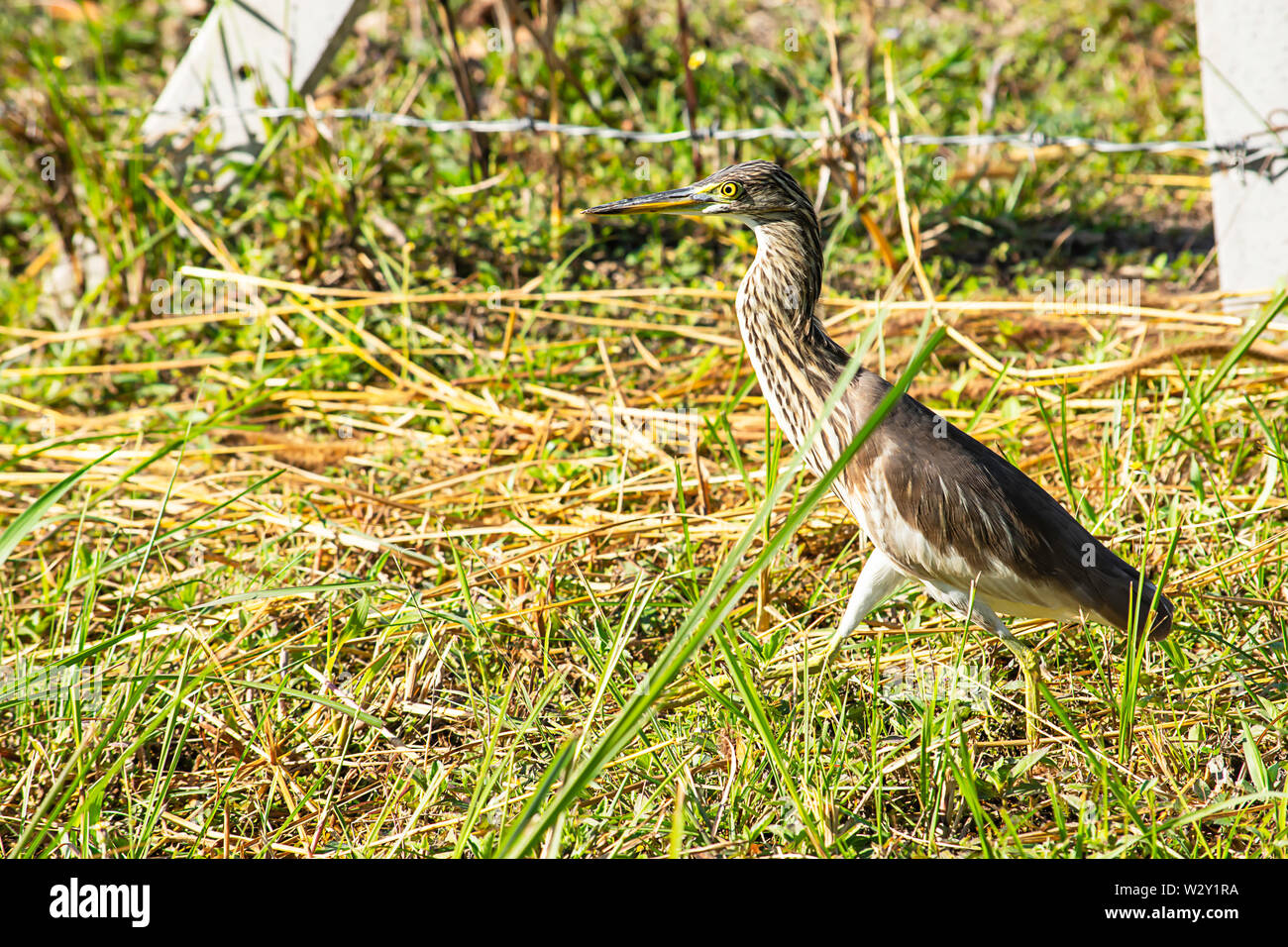 Birds standing in a bright green lawn Stock Photo Alamy
