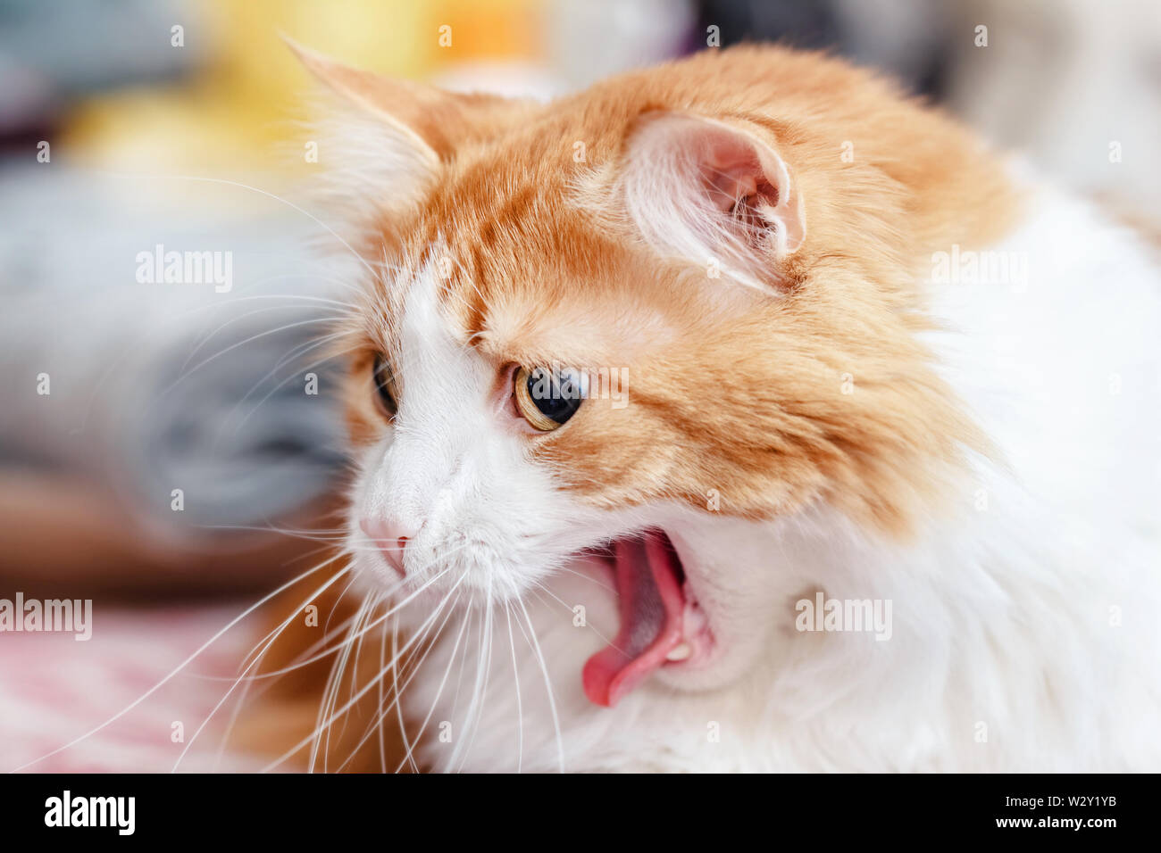 Pretty adult yawning red cat like funny symbol Stock Photo