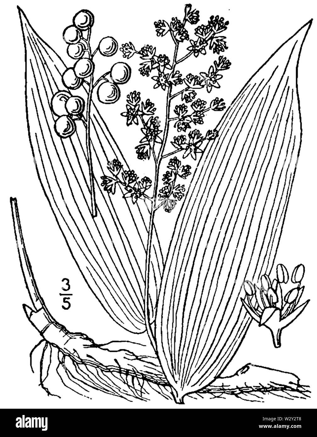 Botanical illustration of Maianthemum racemosum from 1913. Stock Photo