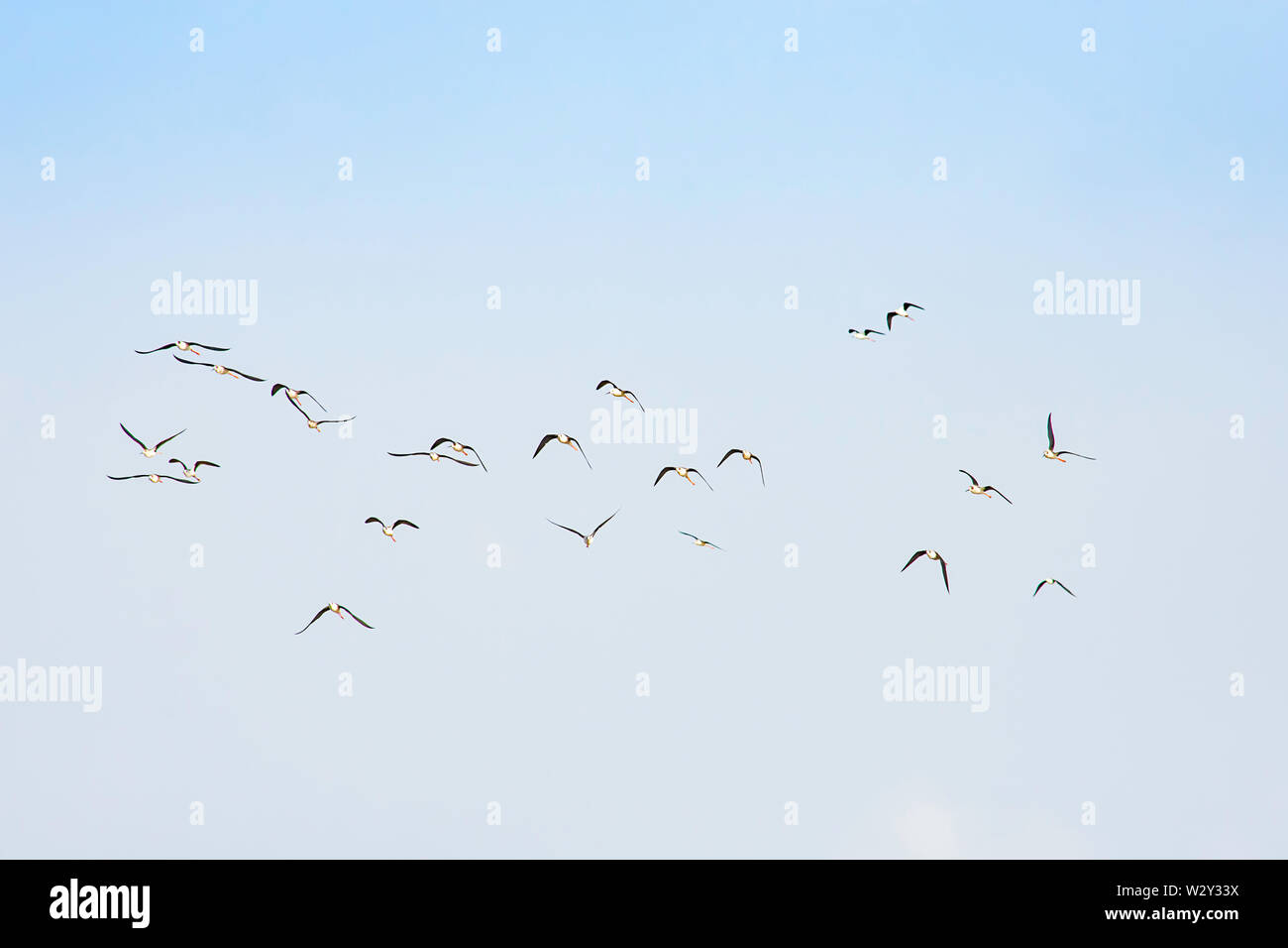 Flocks of birds flying in the sky. Stock Photo