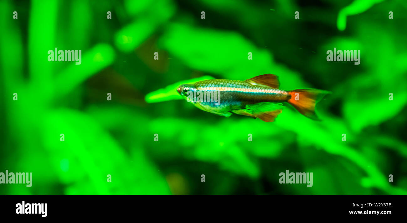 closeup of a chinese danio, popular Aquarium pet in aquaculture, tropical animal specie from Asia Stock Photo