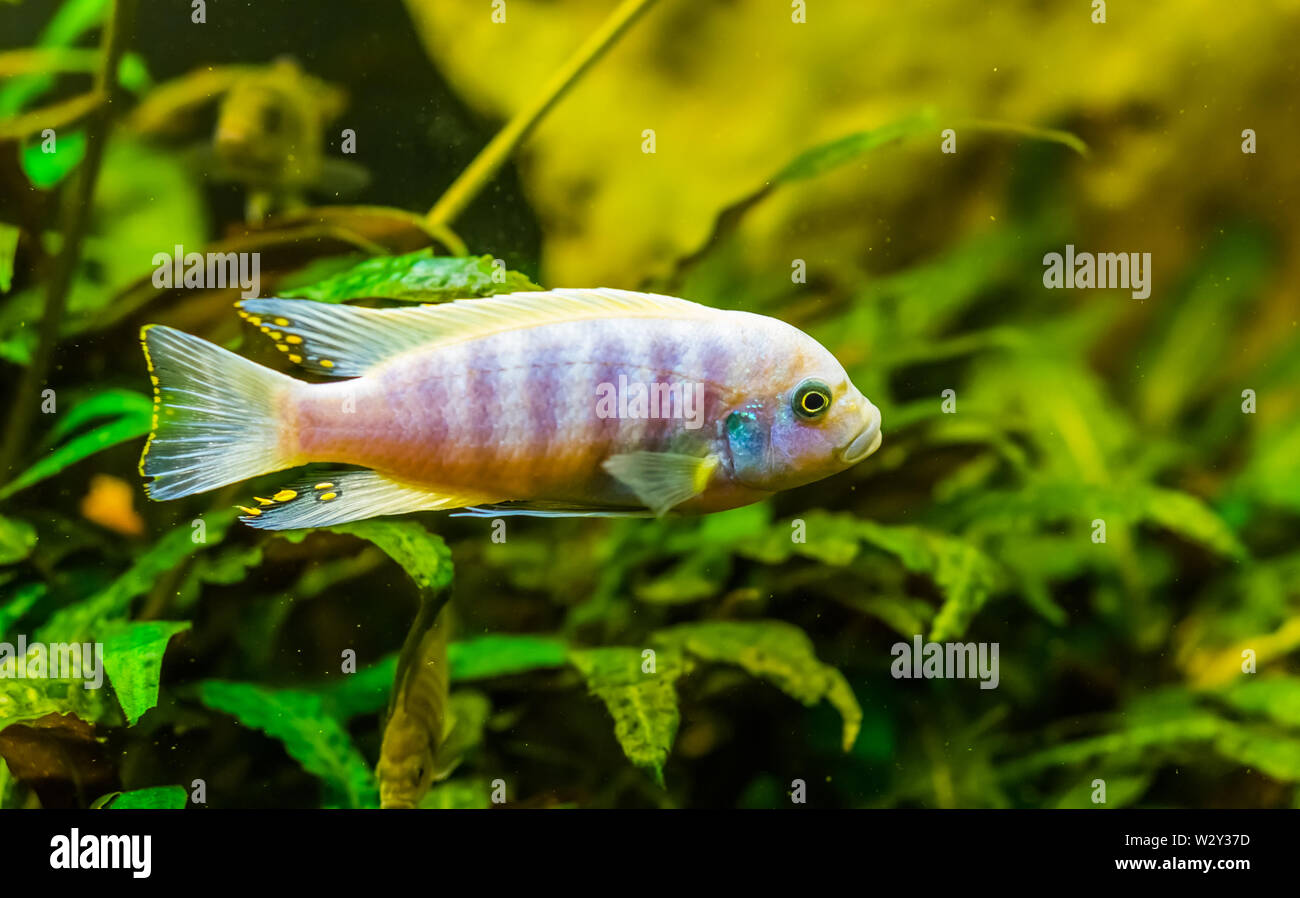 closeup of a lake malawi cichlid, colorful tropical fish, popular aquarium pet from Africa Stock Photo