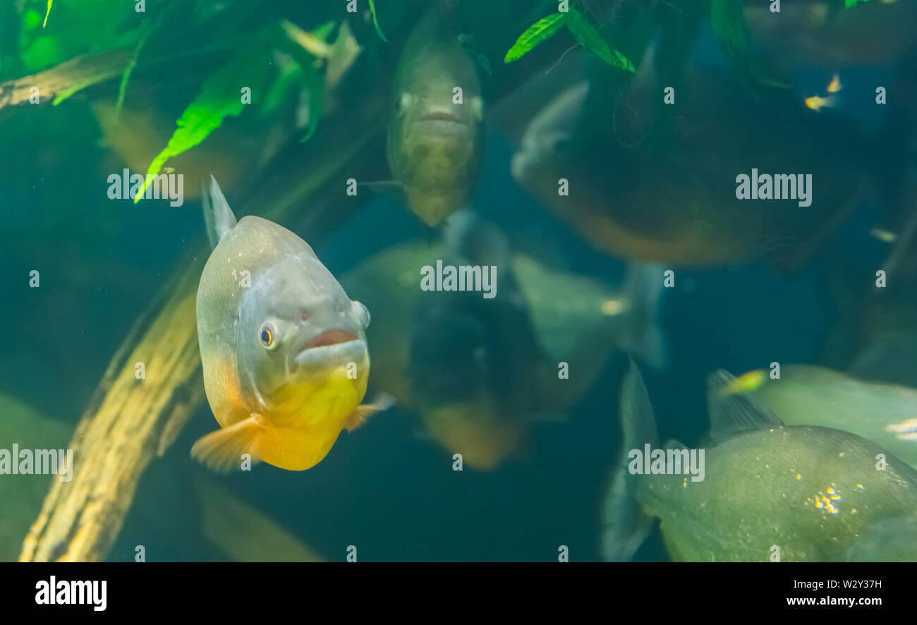 Closeup Of A Red Bellied Piranha With A School Of Piranhas In The Background Tropical Fish Specie From The Amazon Basin Of America Stock Photo Alamy Closeup Of A Red Bellied Piranha With A School Of Piranhas In The Background Tropical Fish Specie From The Amazon Basin Of America Stock Photo Alamy