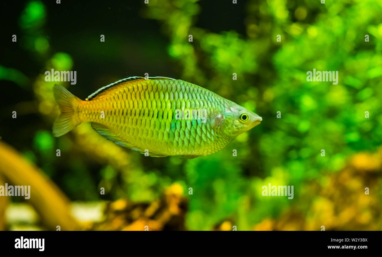 closeup of a boesemani rainbow fish, popular and colorful fish in aquaculture, tropical Endangered animal specie from papua, Indonesia Stock Photo