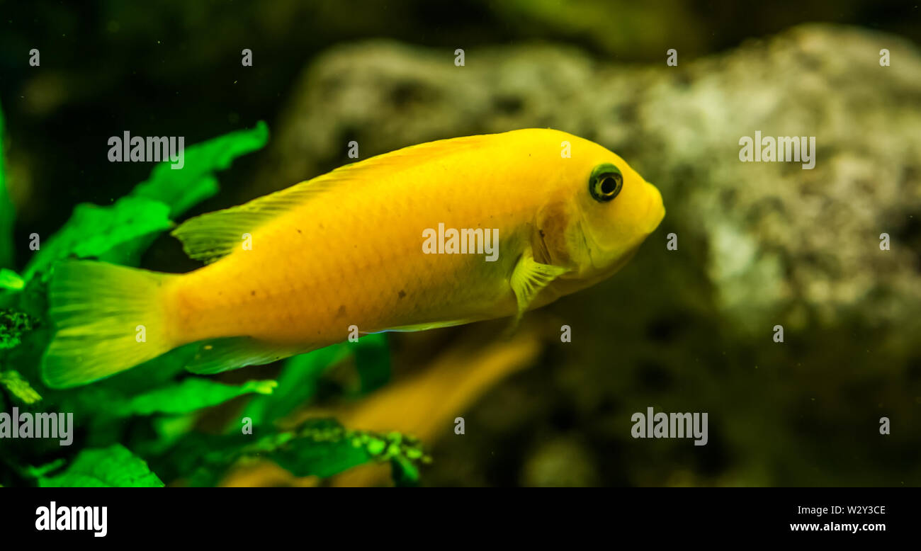 closeup of a yellow lake malawi cichlid, popular tropical fish specie from Africa Stock Photo