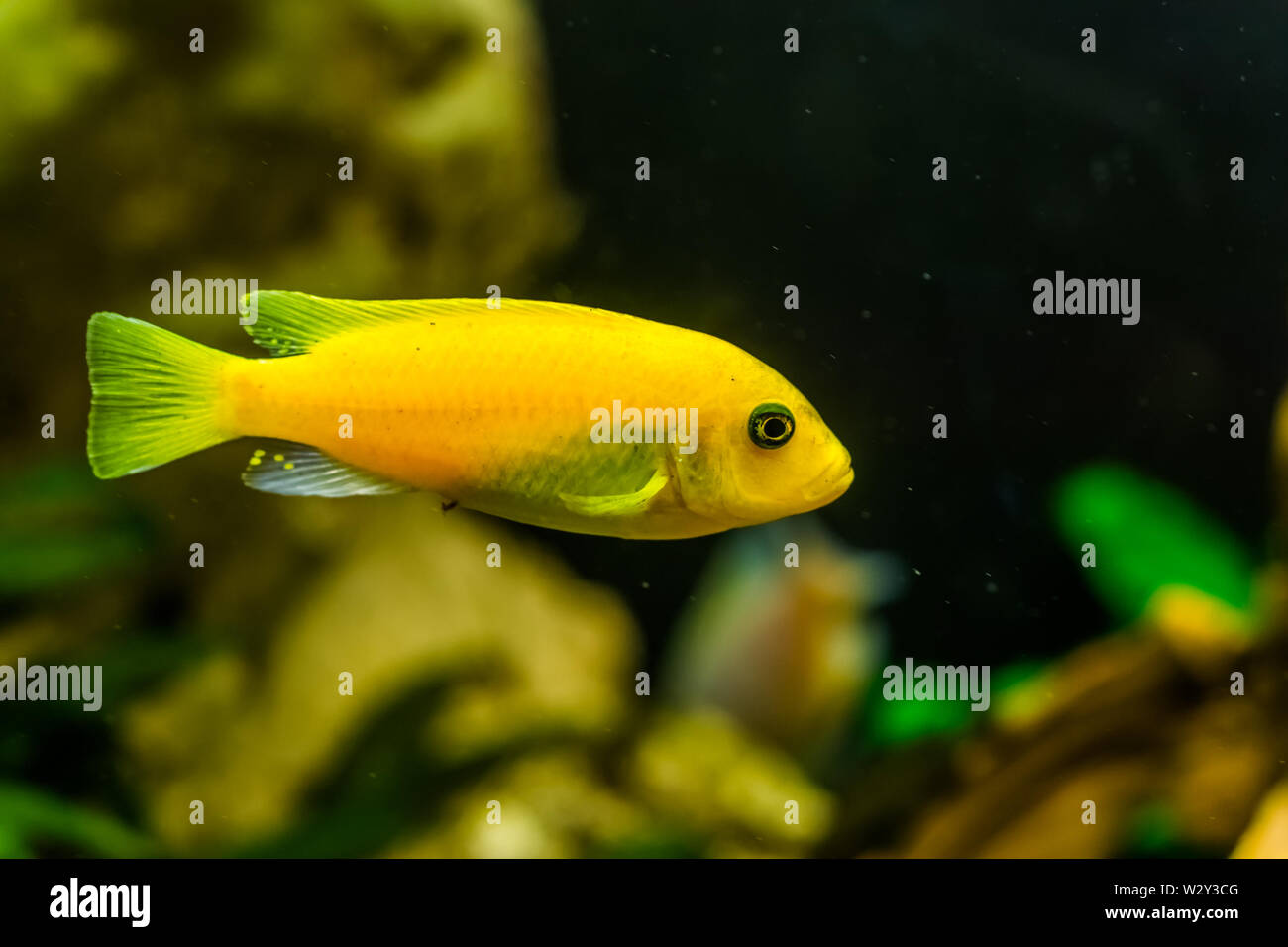 yellow lake malawi cichlid in closeup, popular aqarium pet in aquaculture, tropical fish specie from Africa Stock Photo