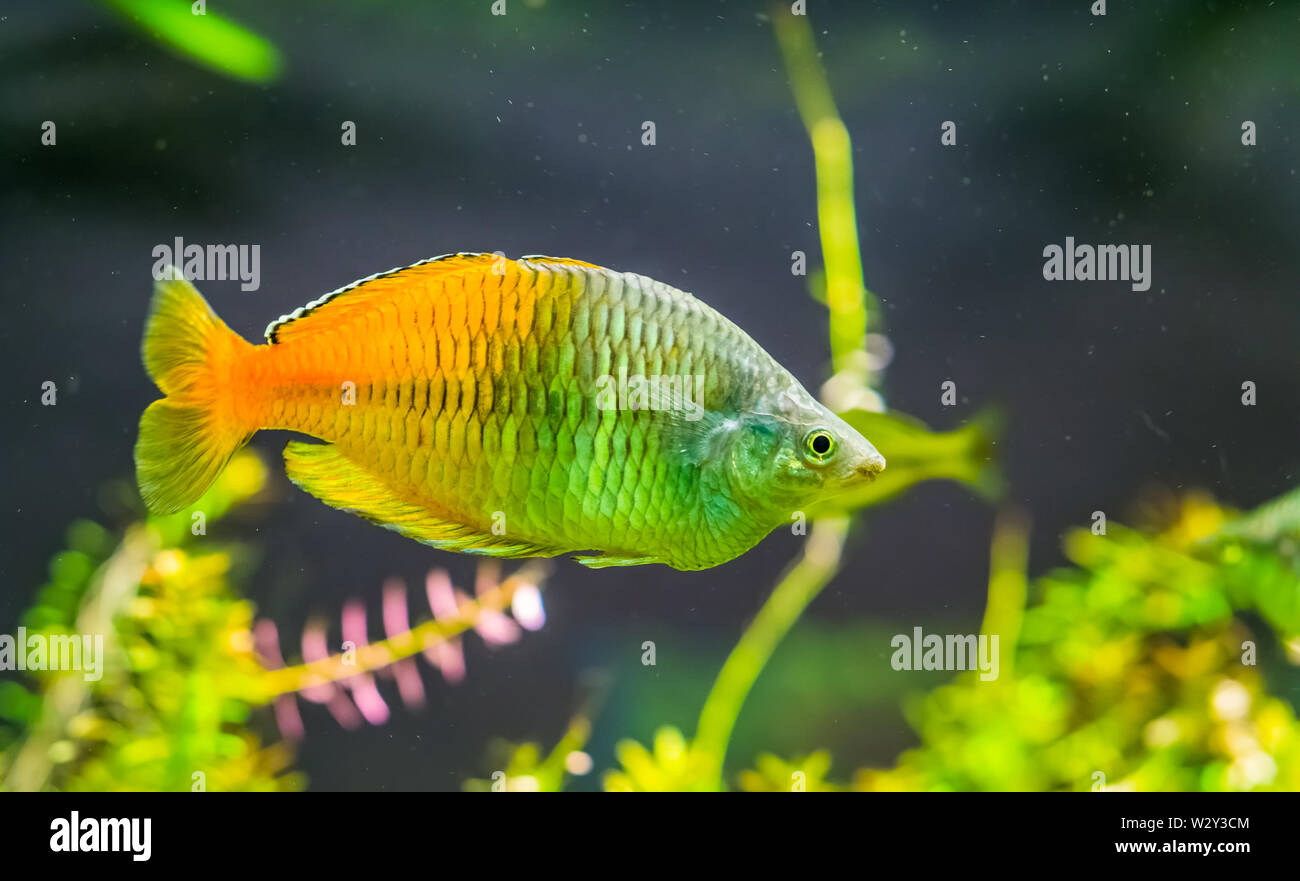 boesemani rainbow fish in closeup, colorful and popular pet in aquaculture, tropical and endangered fish specie from lake ayamaru in Indonesia Stock Photo