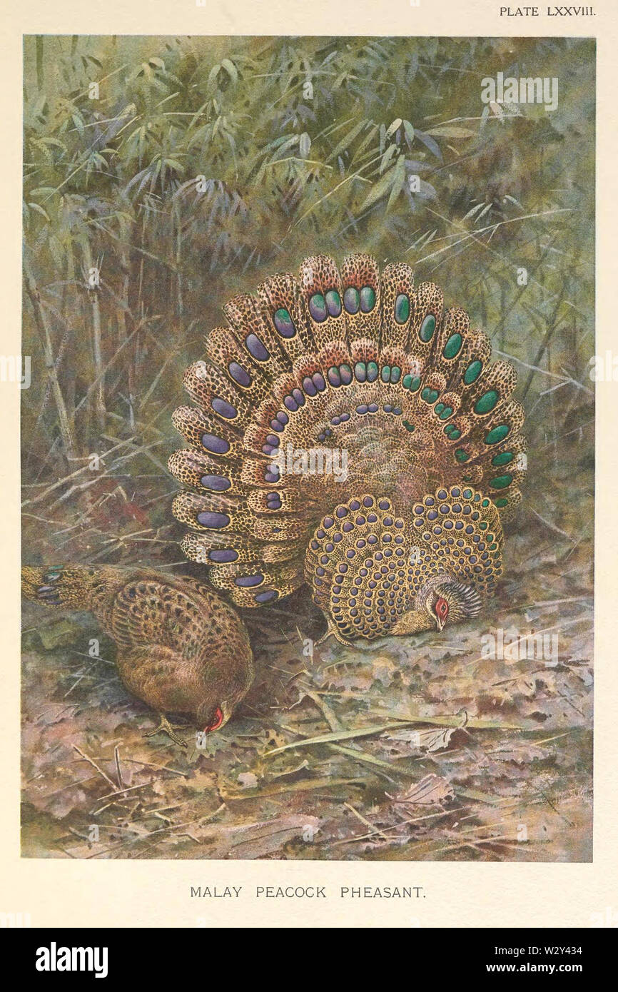 Malay Peacock Pheasant By George Edward Lodge Stock Photo Alamy