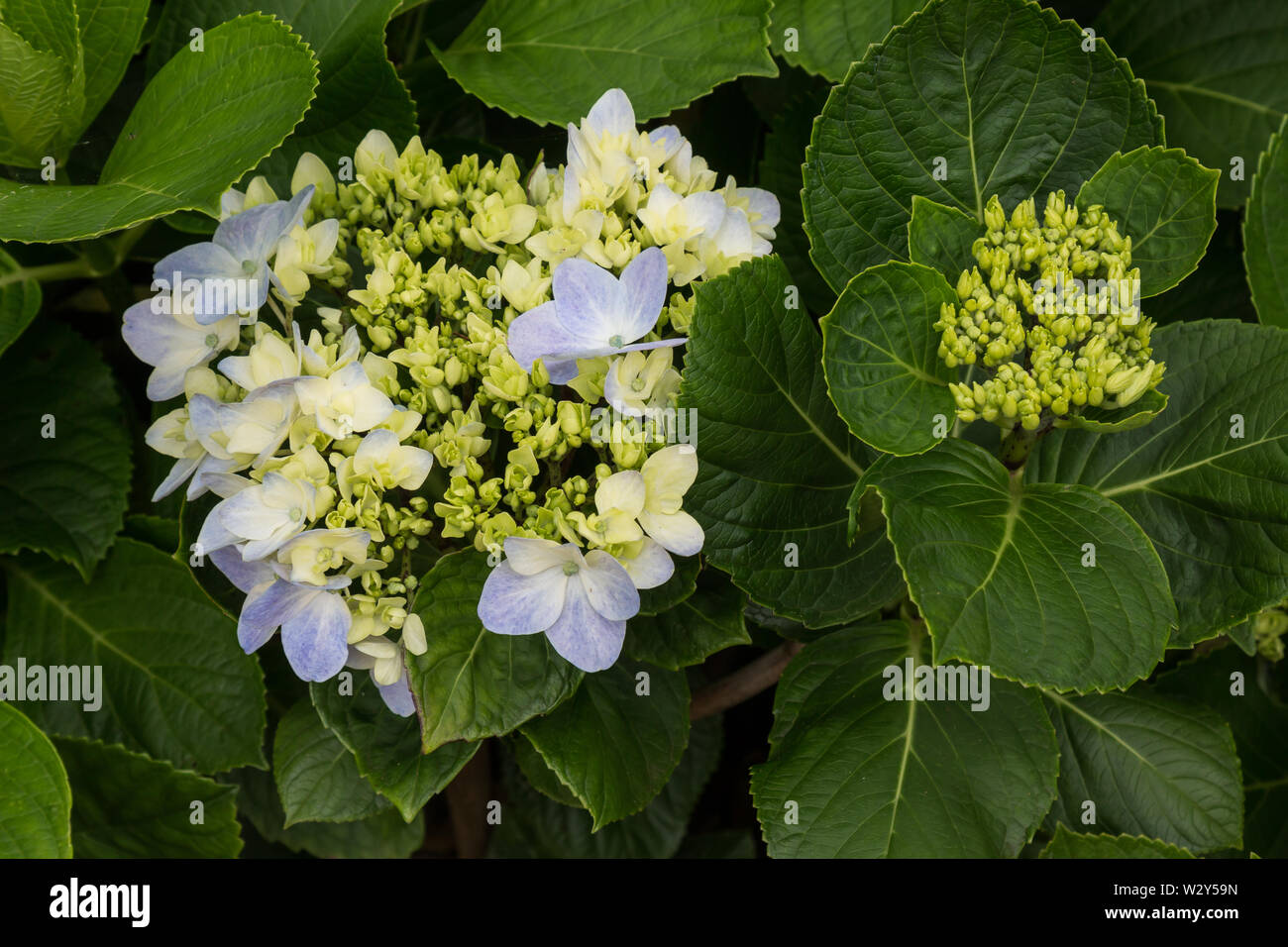 Big blossoms of the colorful hydrangea (hortensia), blooming in the