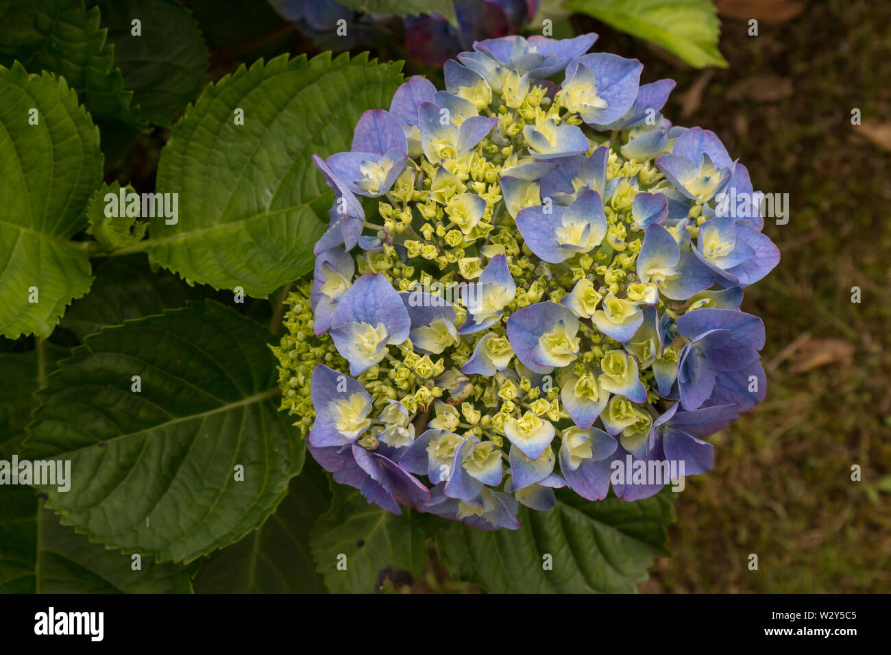Big blossoms of the colorful hydrangea (hortensia), blooming in the