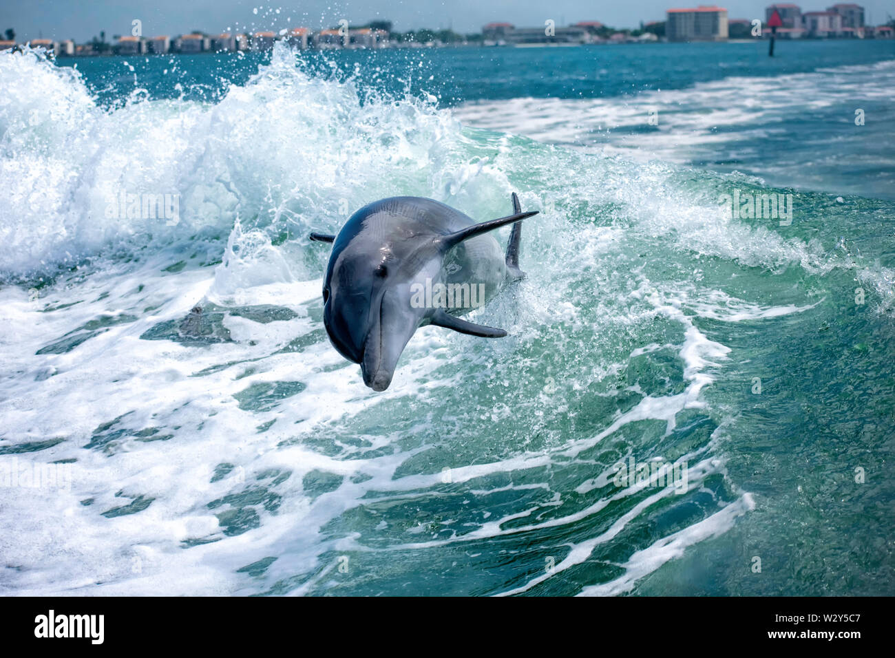 Dolphin Surfing the Waves Stock Photo