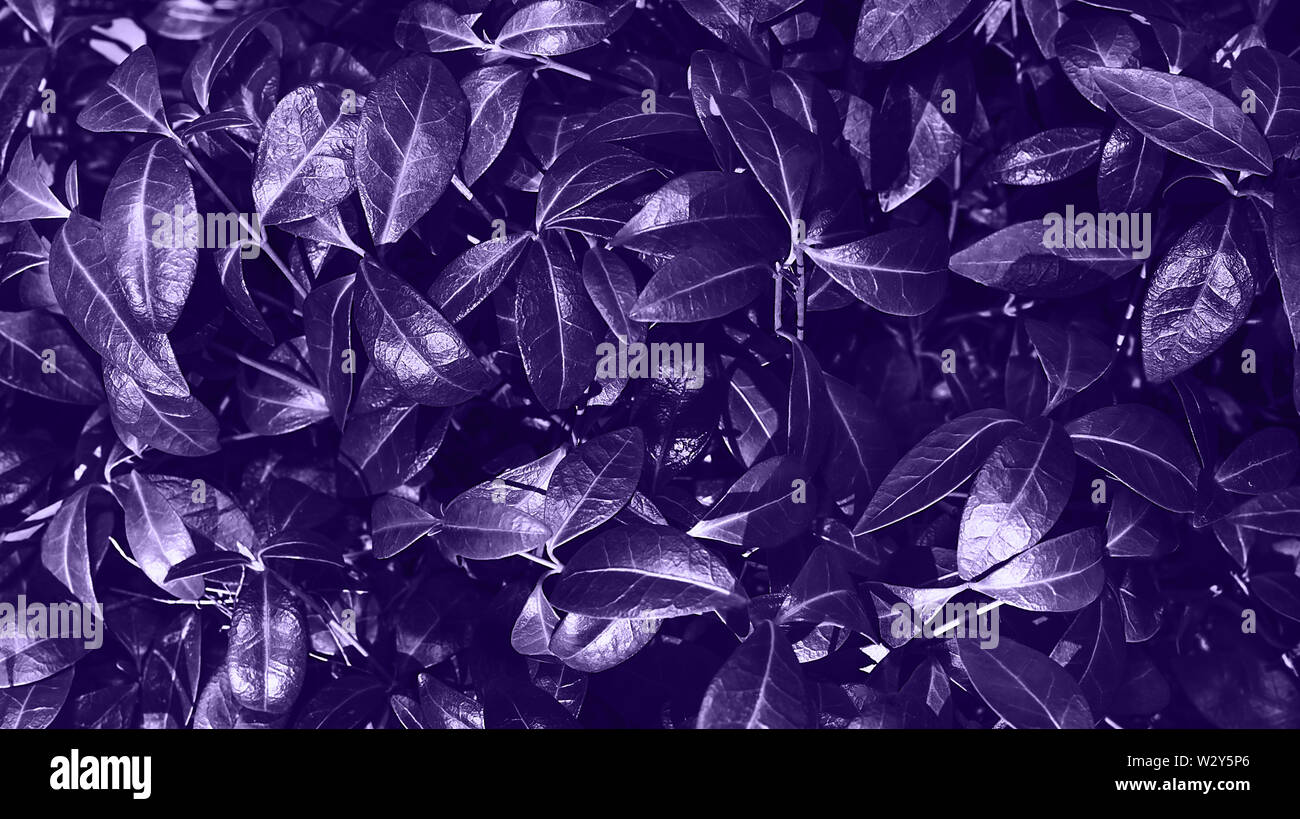 Perfect natural background made of fresh leaves. Ultra Violet dark and moody backdrop for your design. Copy space. Stock Photo