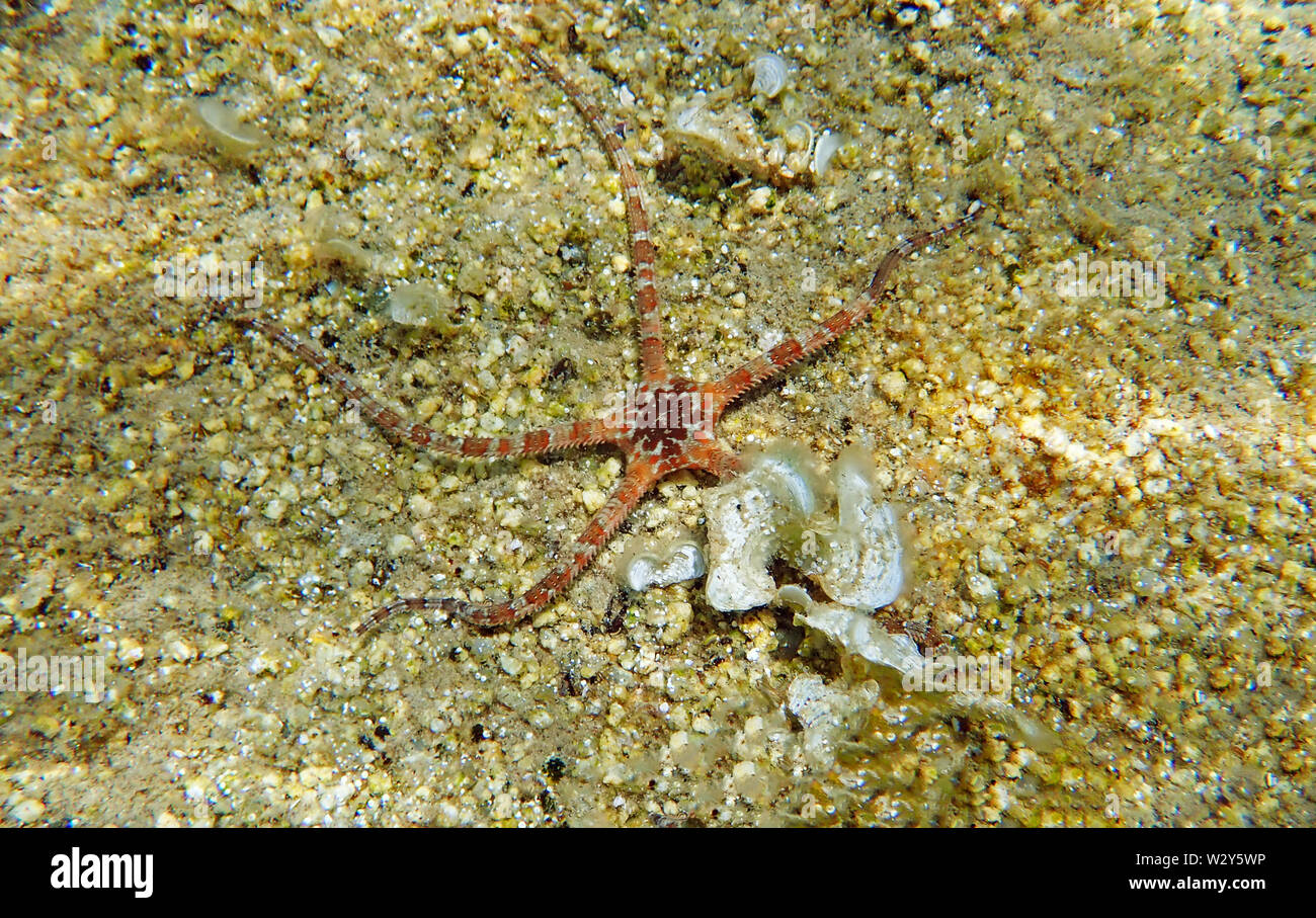 Smooth Brittle Star Ophioderma longicauda Stock Photo Alamy