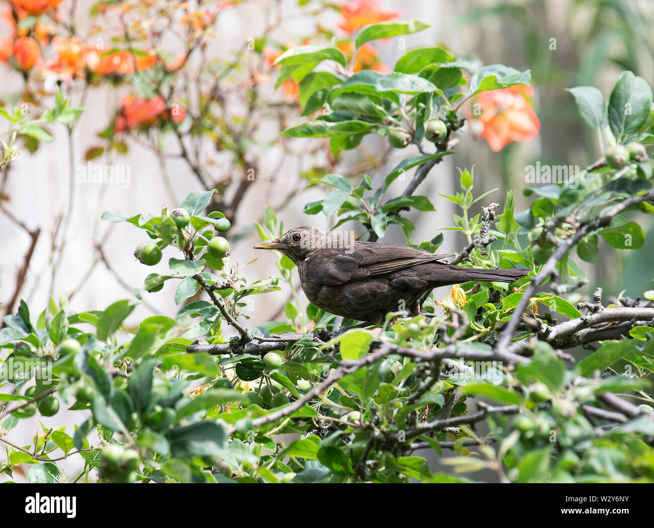 A Female Blackbird Perching in a Crab-Apple Tree Looking for Food in a Garden in Alsager Cheshire England United Kingdom UK Stock Photo