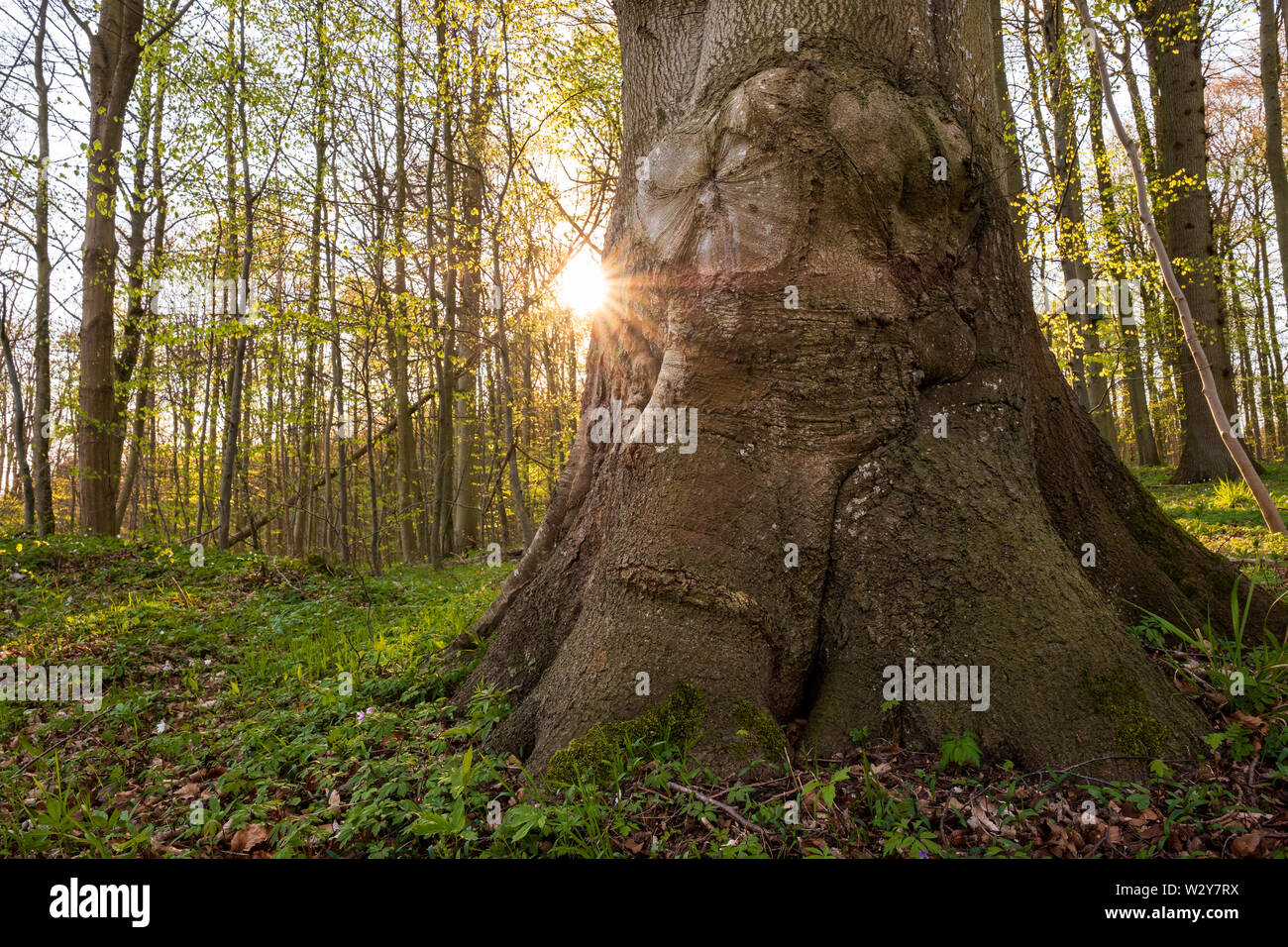 Mighty treetrunk in spring forest with sunstar, Schleswig-Holstein Stock Photo