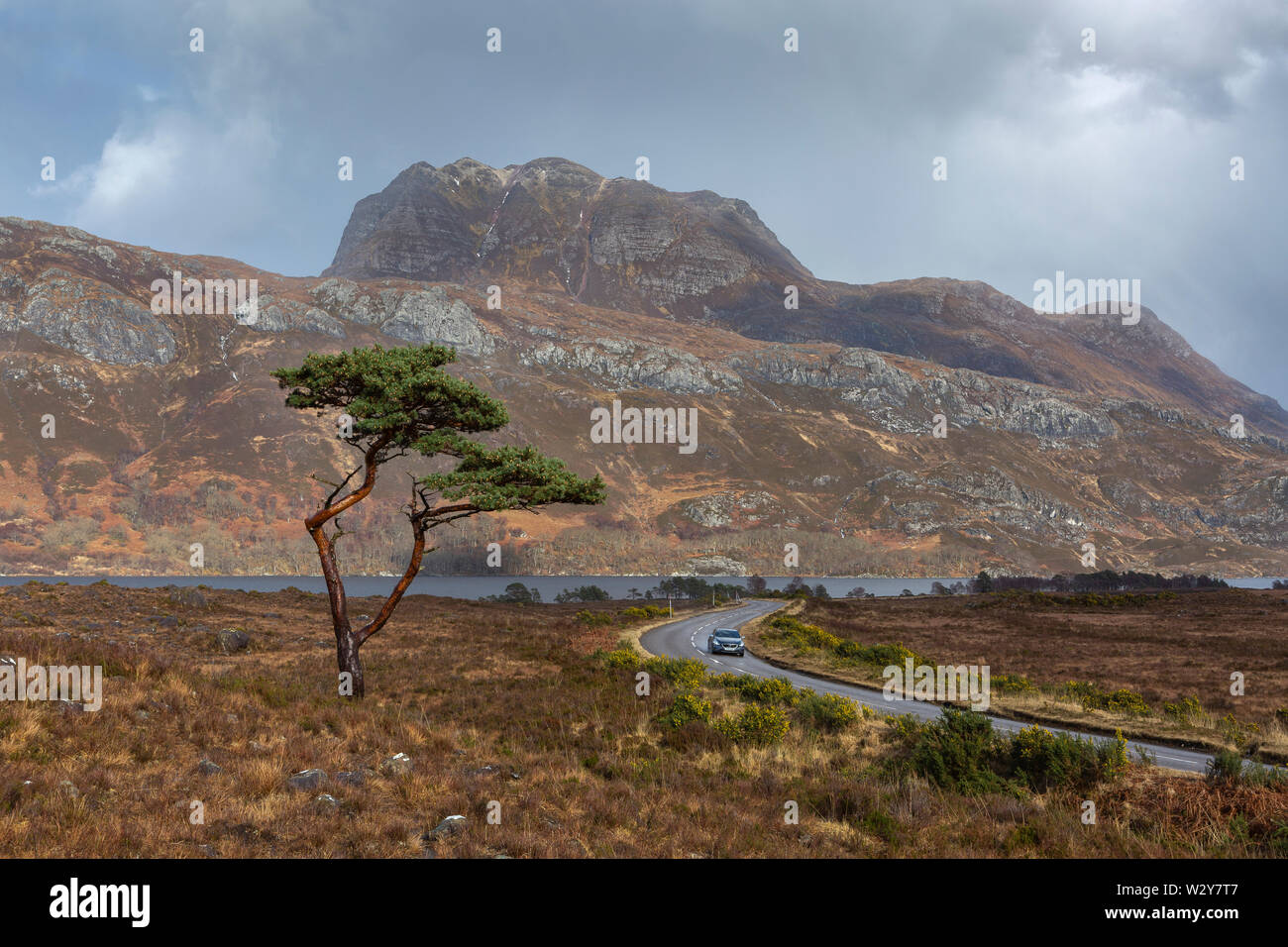 Car on the A832 road passing a lone Scots Pine tree with Slioch and Loch Maree in the background. Wester Ross, Scotland Stock Photo
