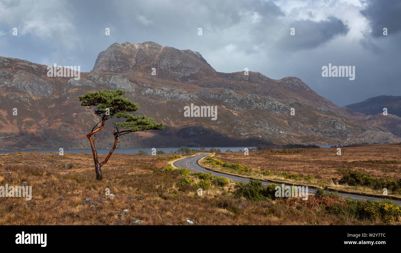 A lone Scots Pine tree by the A832 road with Slioch and Loch Maree in the background. Wester Ross, Scotland Stock Photo