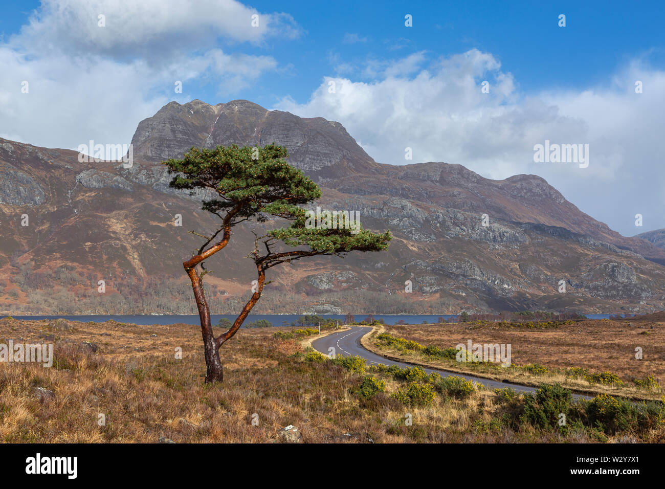 A lone Scots Pine tree by the A832 road with Slioch and Loch Maree in the background. Wester Ross, Scotland Stock Photo